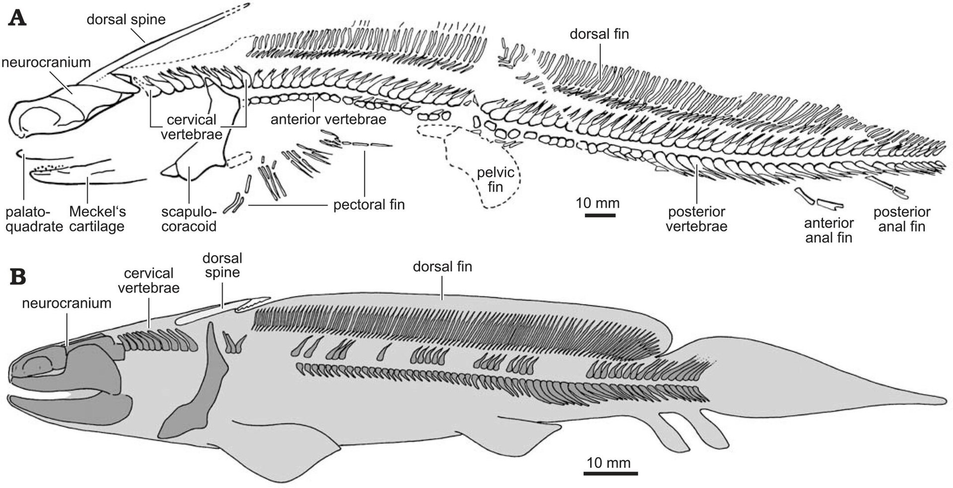 Fossil slab of juvenile Orthacanthus platypternus above a skeletal reconstruction of juvenile Orthacanthus bohemicus