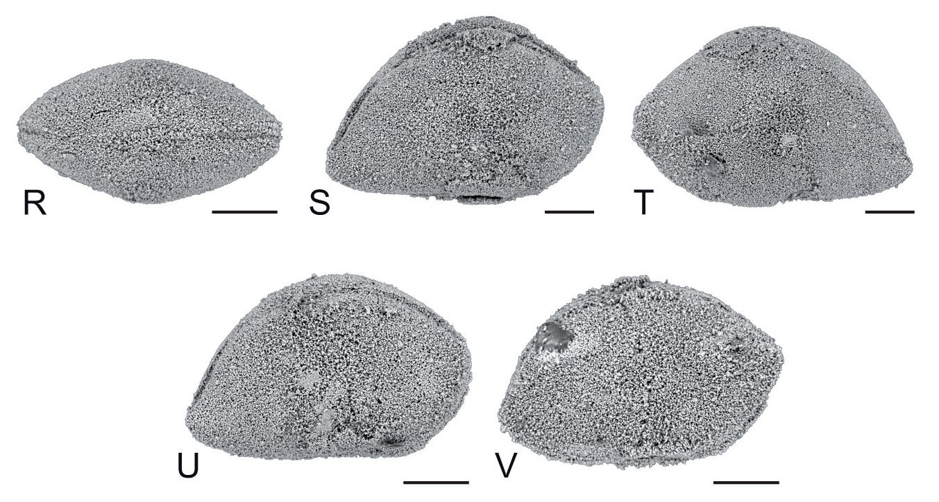 Fossil Bairdia ostracod specimen showing the finely sculpted calcified valve in detail