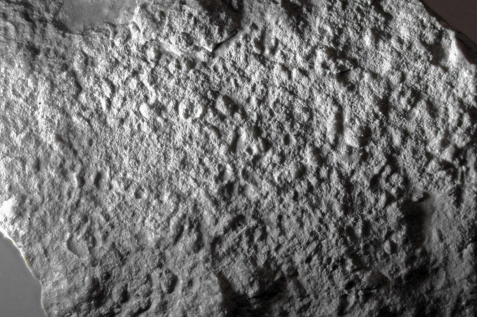 Fossiliferous dolostone rock packed with tiny fossilized ostracod shells viewed close up