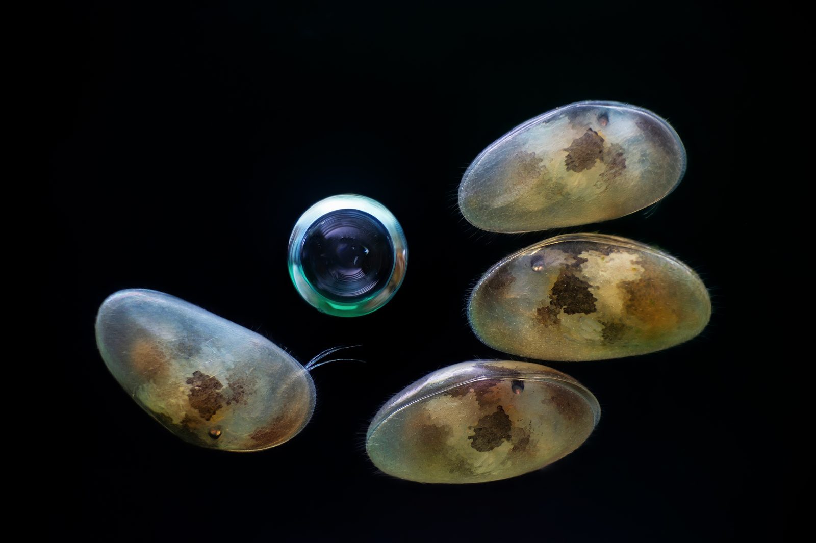 Micrograph of four living ostracods, each a tiny bean-shaped crustacean inside paired shells
