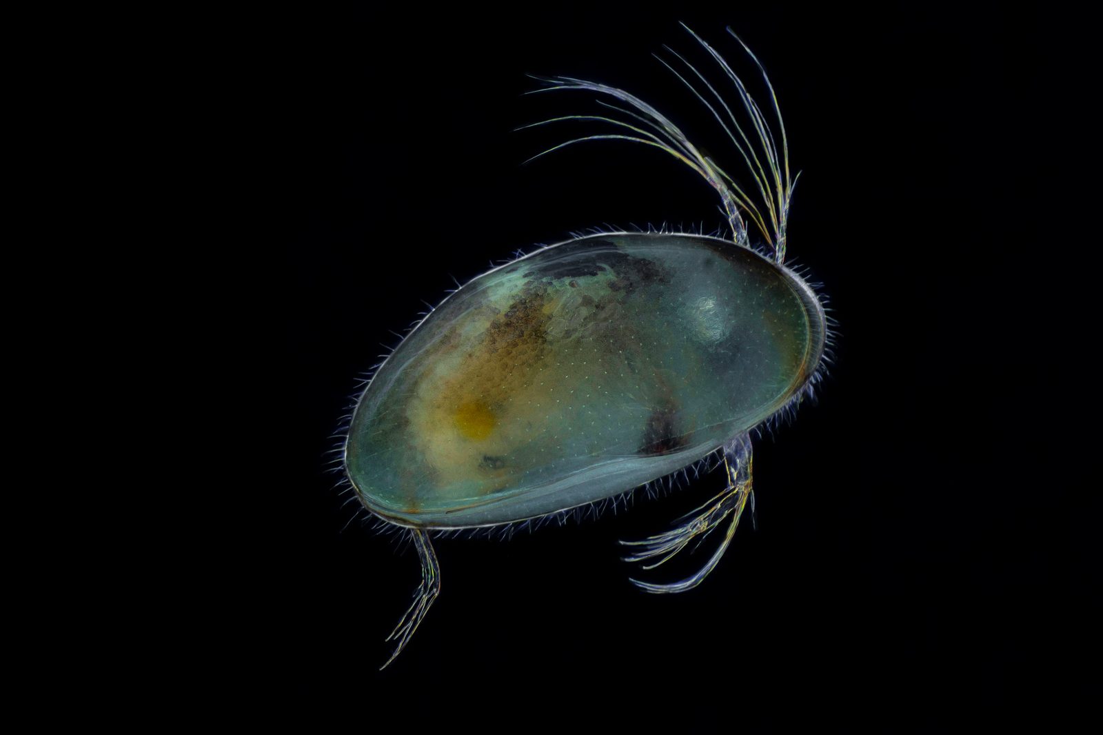 A living freshwater ostracod from a pond, showing the smooth bean-shaped carapace that encloses its body