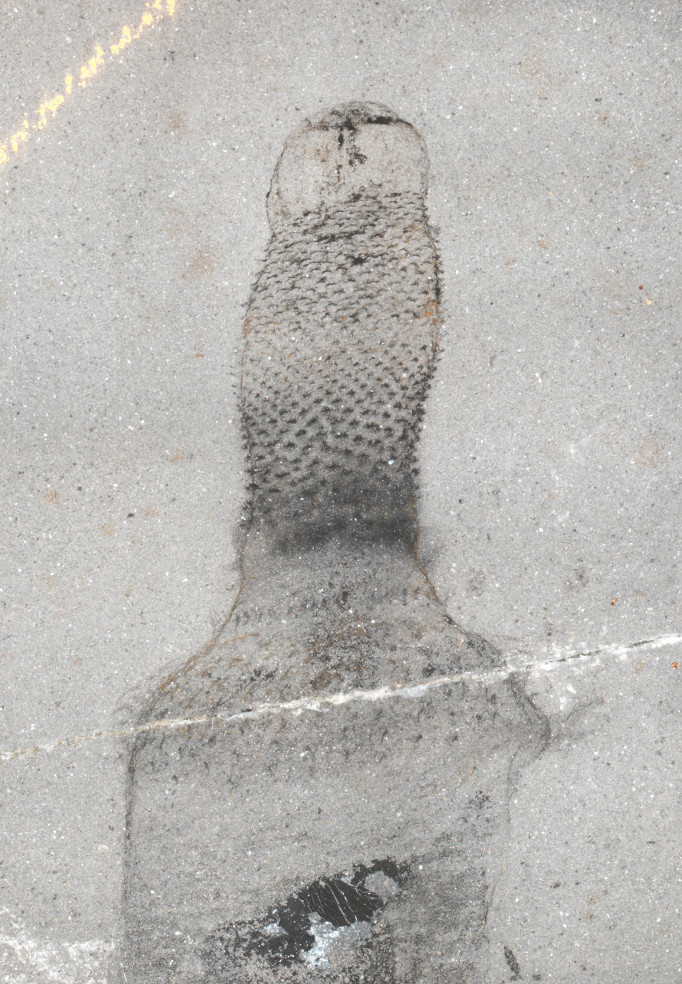 Fossil of the front end of Ottoia prolifica showing its rings and eversible proboscis