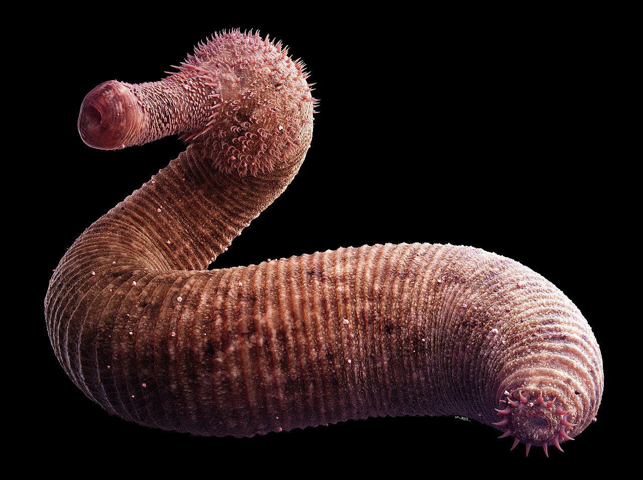 Life reconstruction of Ottoia prolifica, a burrowing priapulid worm of the Burgess Shale