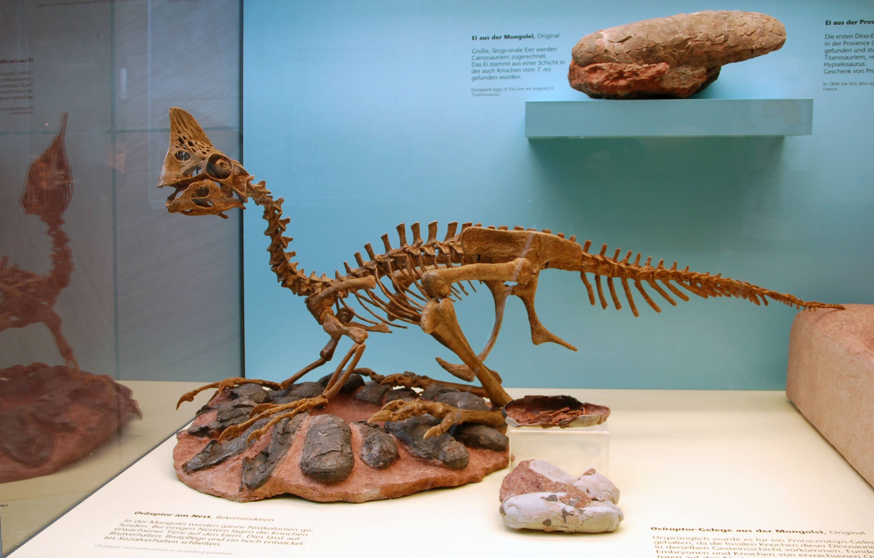 Mounted Oviraptor skeleton showing long hind legs, three-fingered hands and a deep toothless beak