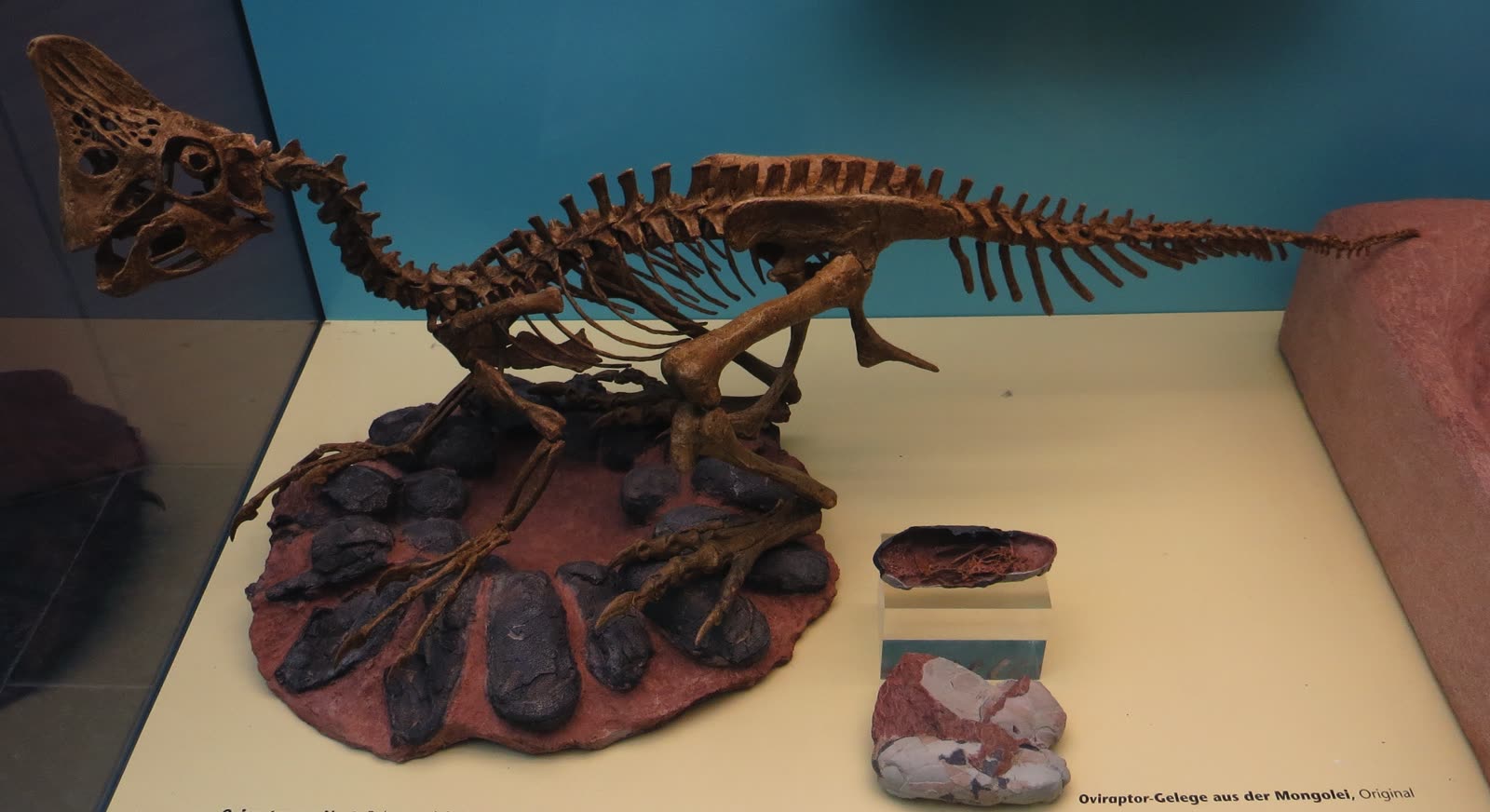 Oviraptor skeleton preserved lying on top of its own circular nest of fossilized eggs