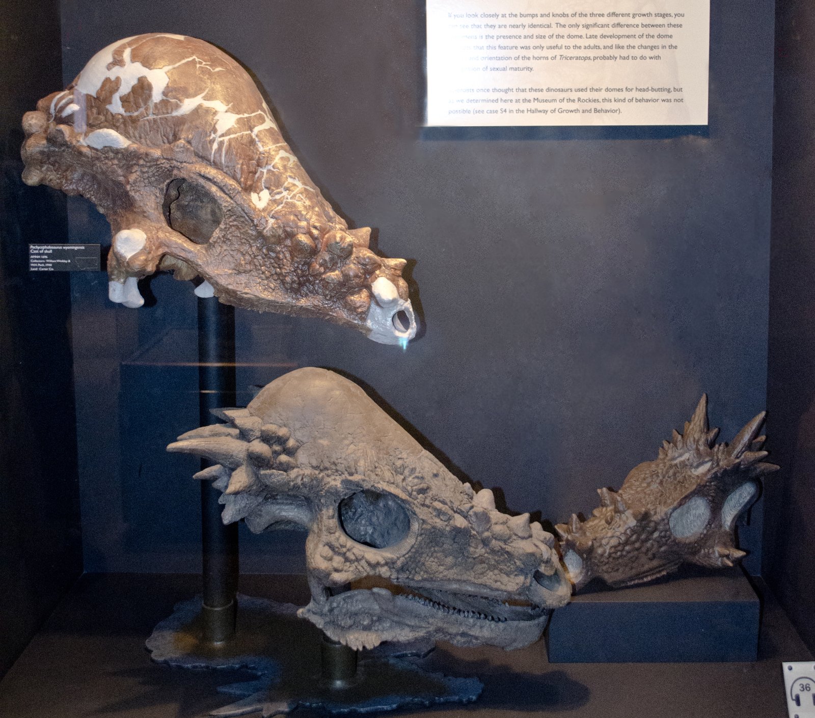 Growth series of pachycephalosaur skulls showing spikes shrinking while the dome thickens