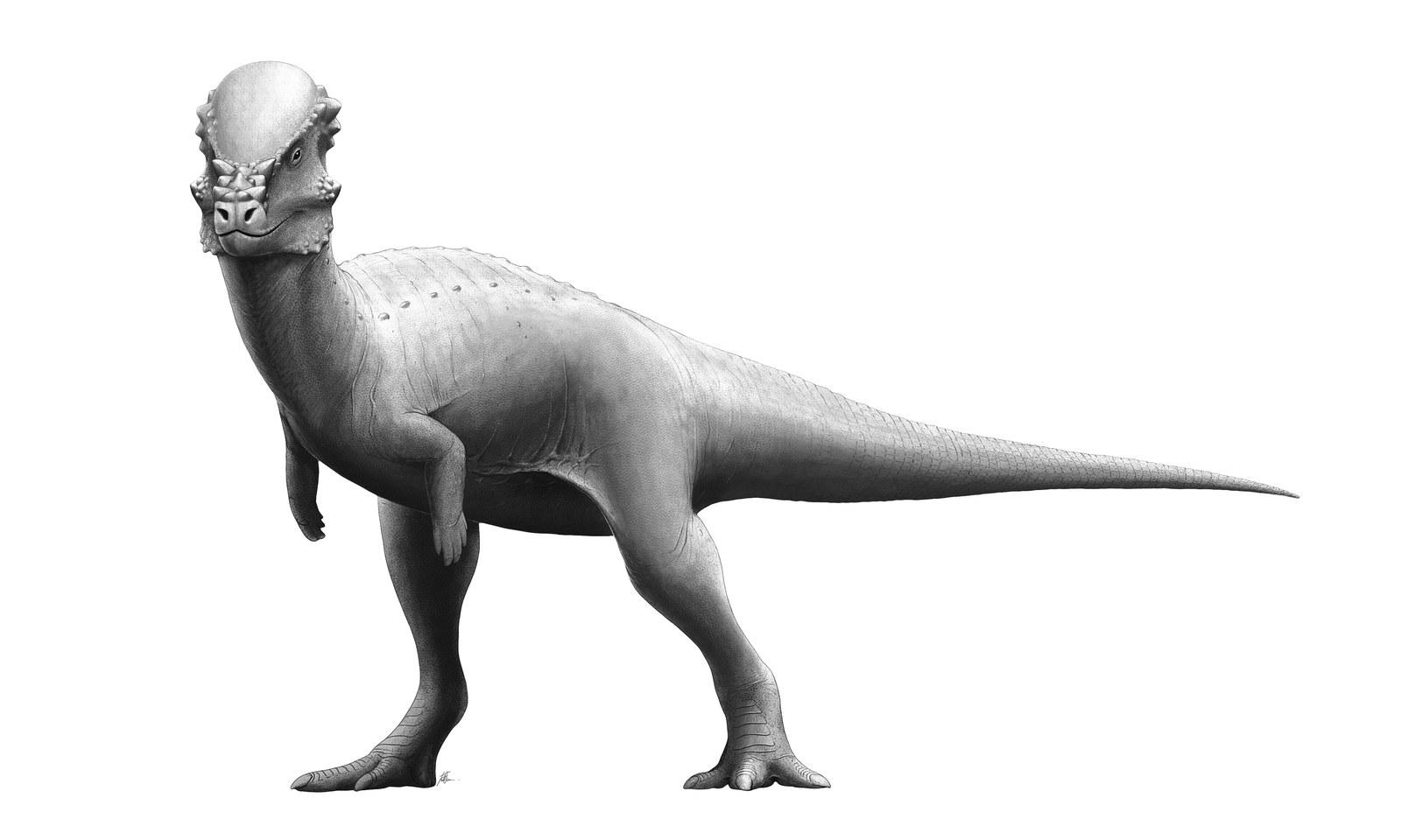 Life restoration of Pachycephalosaurus with its thick bony dome and blunt snout spikes