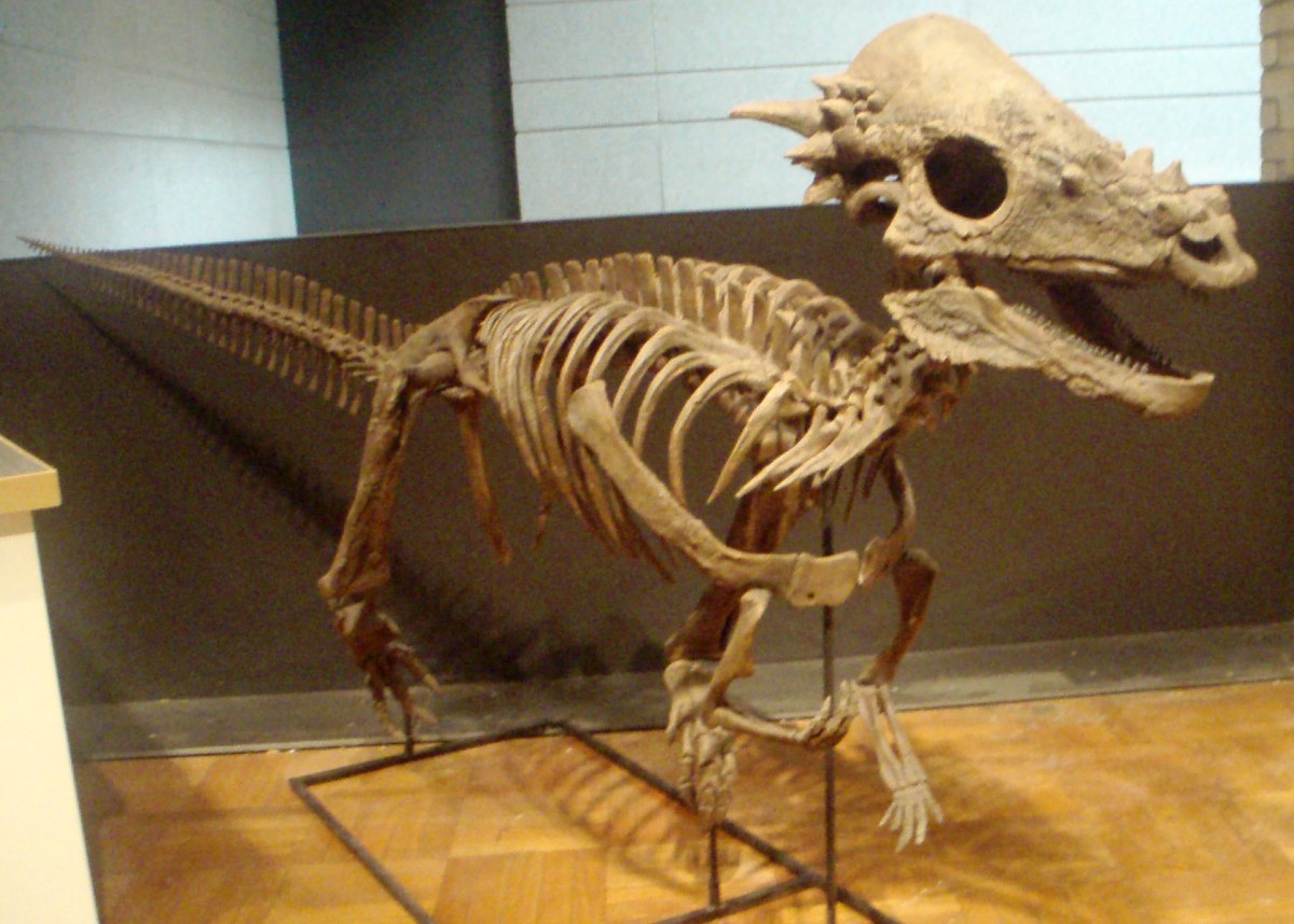 Cast of a Pachycephalosaurus skull showing the solid frontoparietal dome in side view