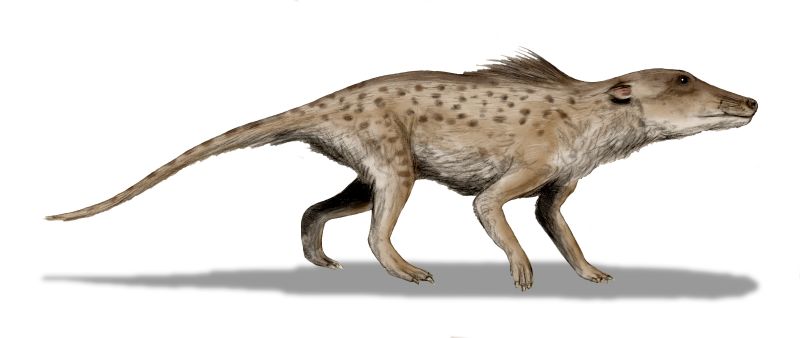 Pakicetus life restoration, a wolf-sized four-legged mammal with a long snout