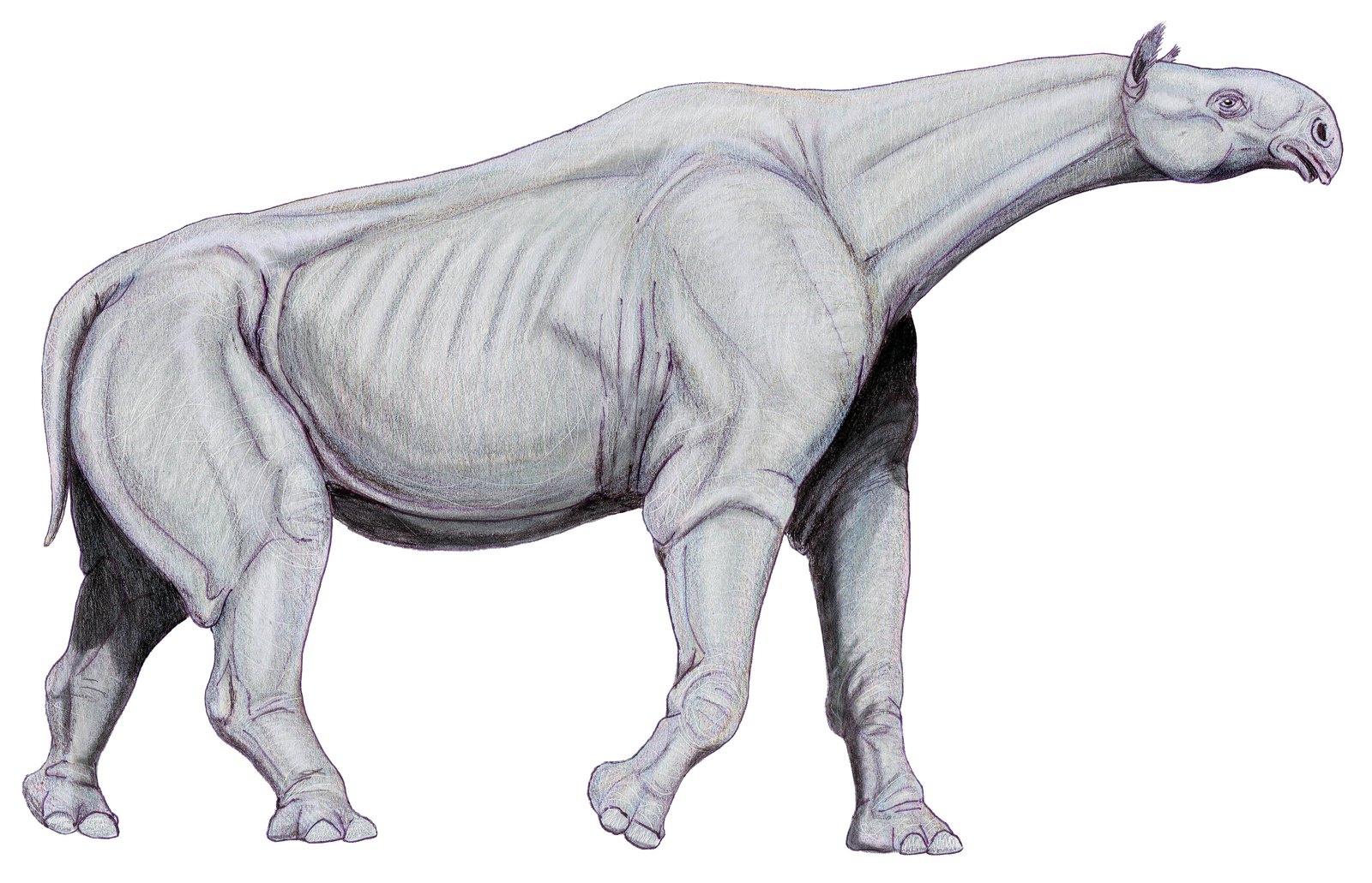 Life restoration of Paraceratherium walking, showing its long neck and pillar-like legs