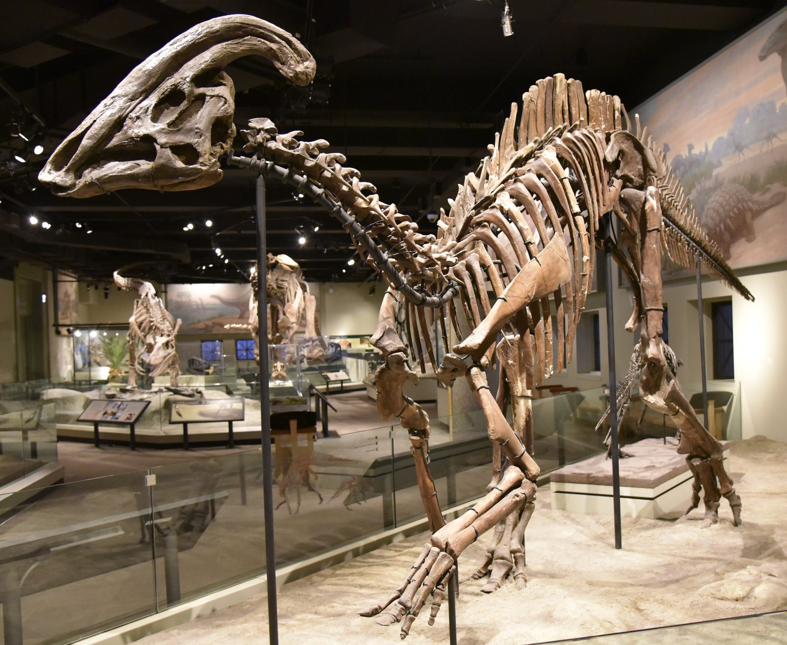 Mounted skeleton of Parasaurolophus cyrtocristatus at the Field Museum, shortest crested of the three species