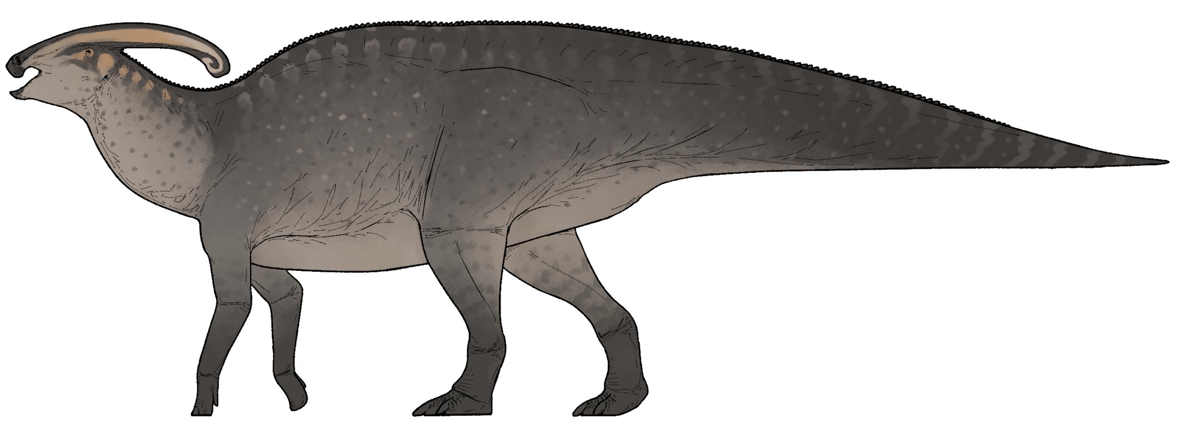 Life restoration of Parasaurolophus walkeri with its long tubular crest sweeping back over the neck