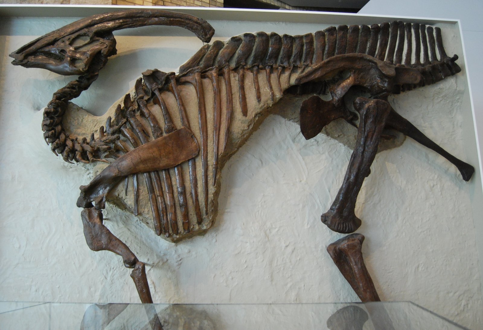 Holotype skeleton of Parasaurolophus walkeri showing the V shaped notch in the vertebrae at the neck