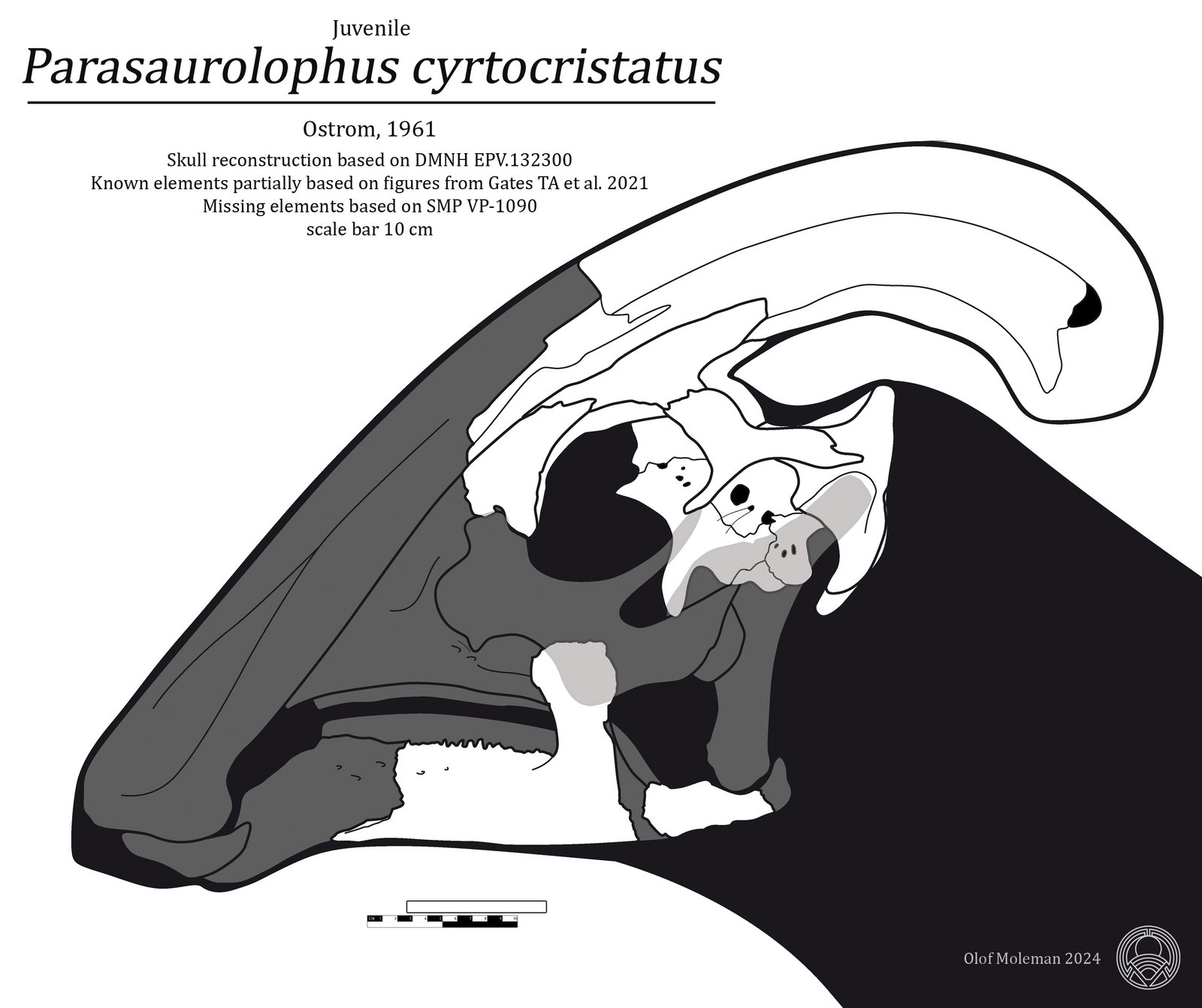 Juvenile Parasaurolophus skull where the crest is still a low rounded bump instead of a long tube