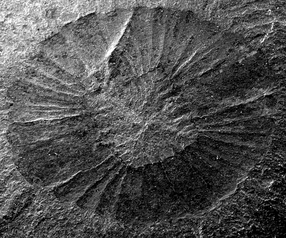 Fossilized oral cone of Peytoia from the Burgess Shale, once incorrectly identified as part of Anomalocaris