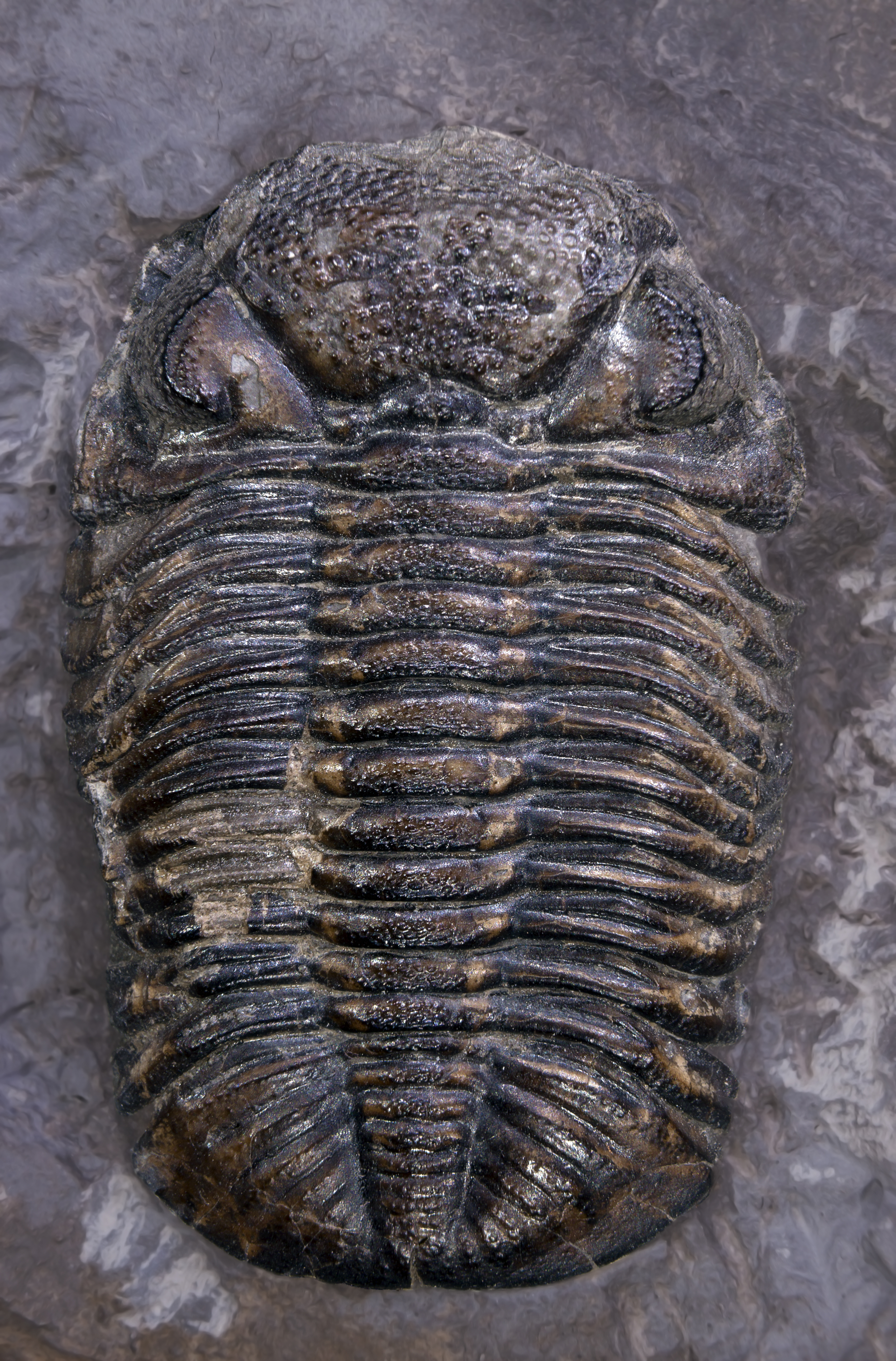 Phacops rana trilobite fossil showing well-preserved compound eyes with hexagonal lens pattern
