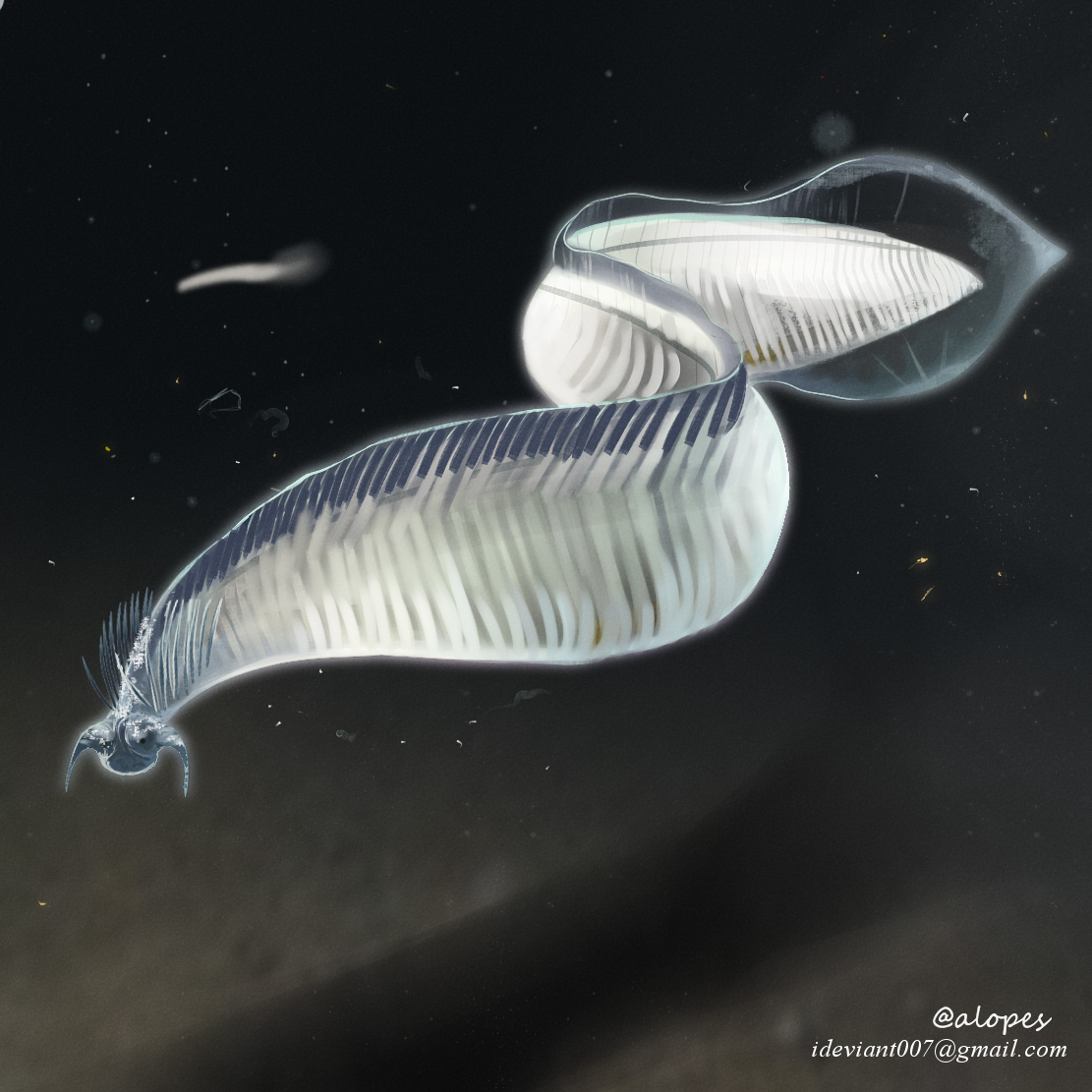 Revised anatomical reconstruction of Pikaia gracilens based on Mussini et al. 2024 study