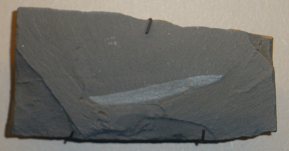 Pikaia gracilens fossil showing elongated body with visible notochord and segment-like muscle blocks