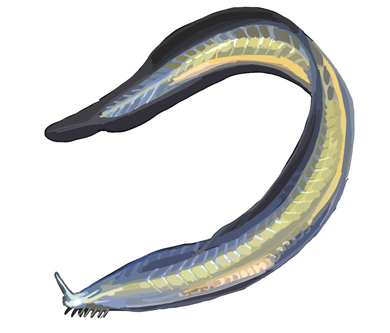 Pikaia reconstruction