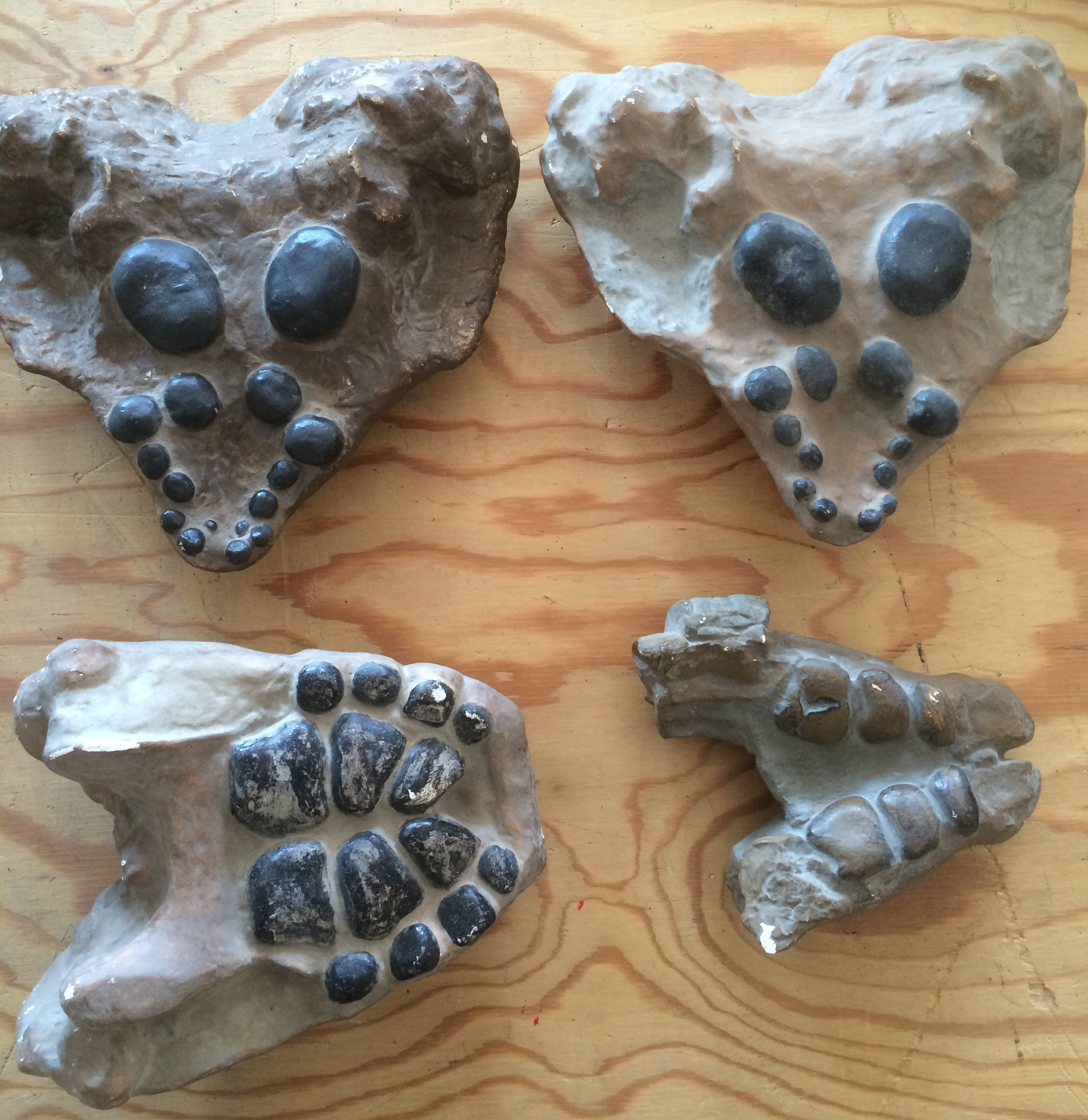 Close-up of placodont tooth plates, thick and flat for crushing hard shells
