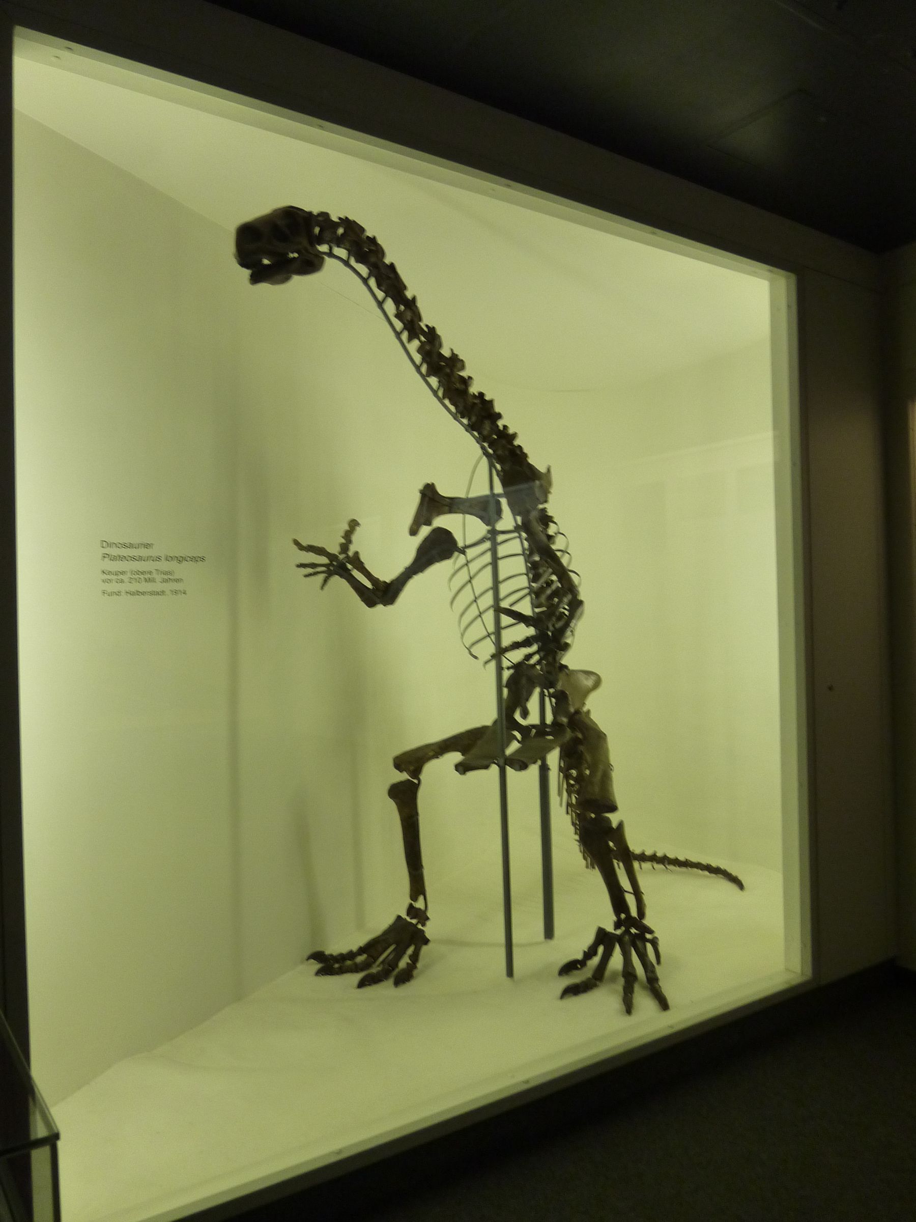 Plateosaurus longiceps skeleton display showing the elongated neck and small skull