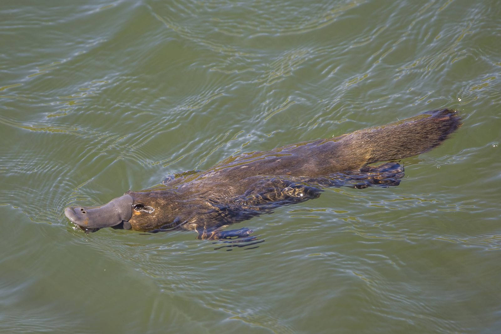 Close-up portrait of a platypus showing the soft rubbery bill that senses electric fields