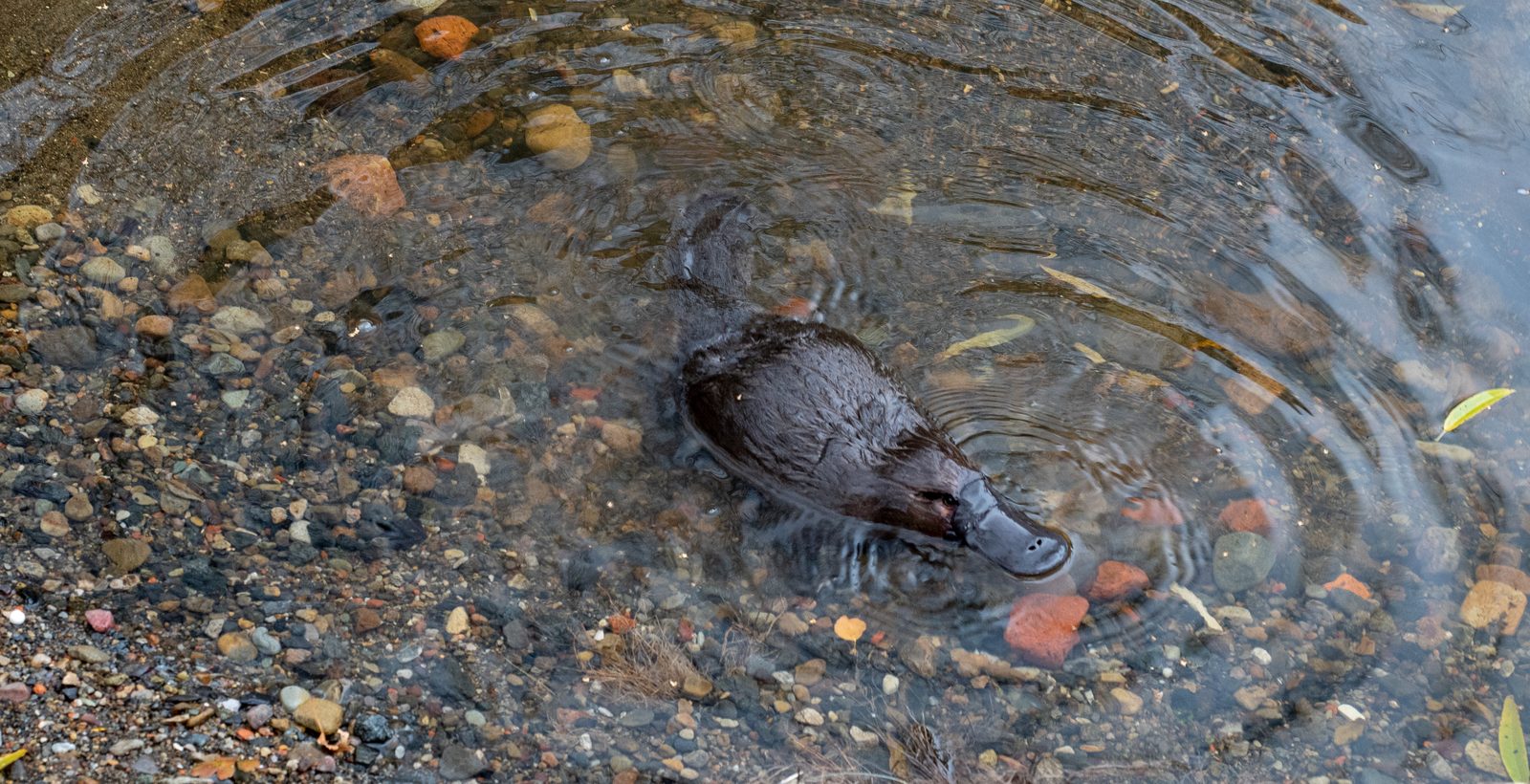 Platypus swimming at the water surface in an Australian stream, ripples spreading from its body