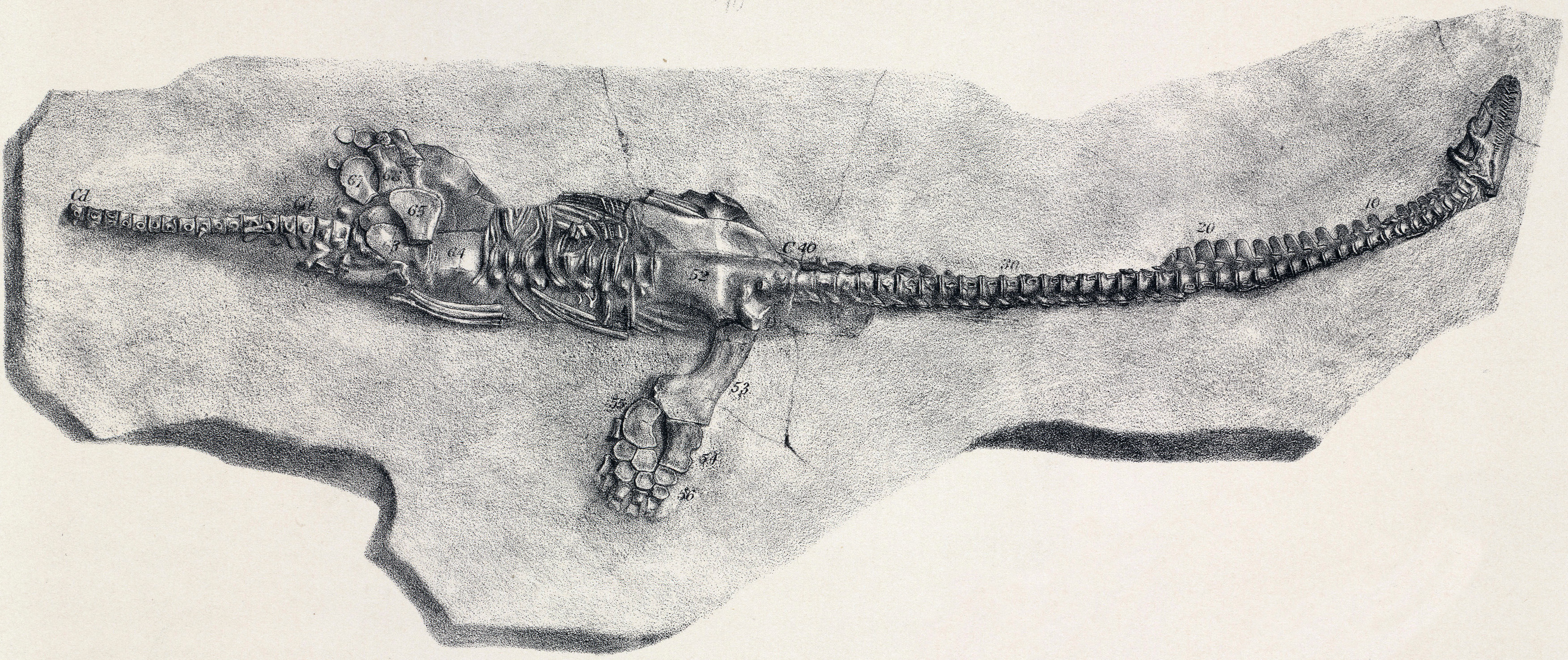 19th century scientific illustration of Plesiosaurus dolichodeirus showing the classic long-necked body plan
