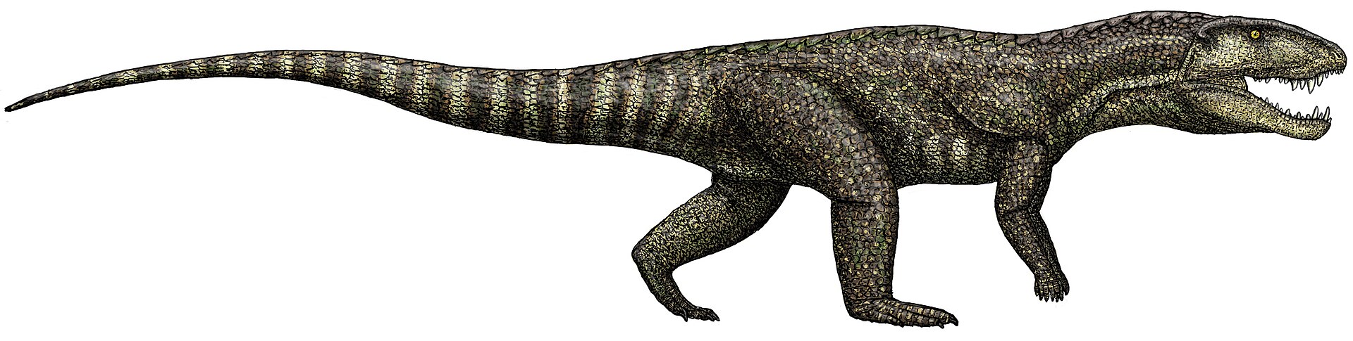 Life reconstruction of Postosuchus, a large four-legged rauisuchid predator with a deep skull and armoured back