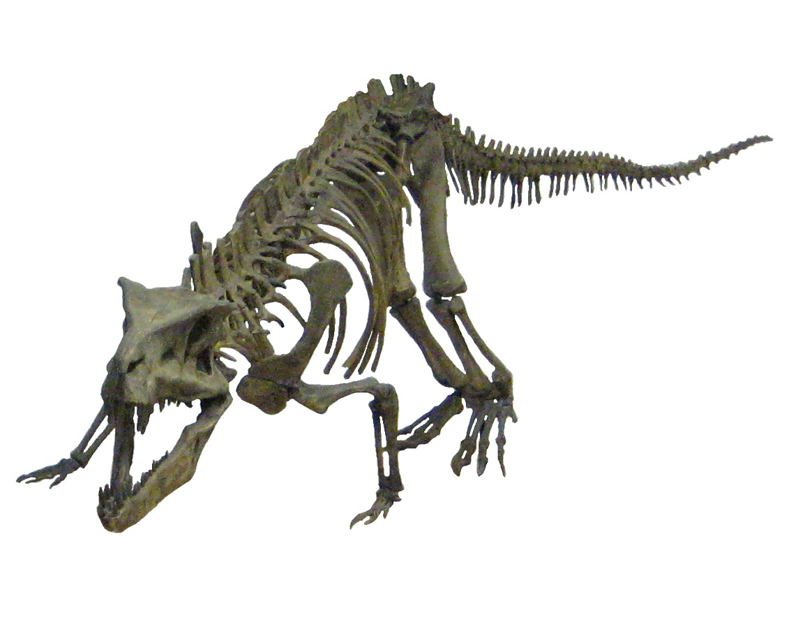 Postosuchus kirkpatricki skeleton reconstruction, a dominant Triassic predator