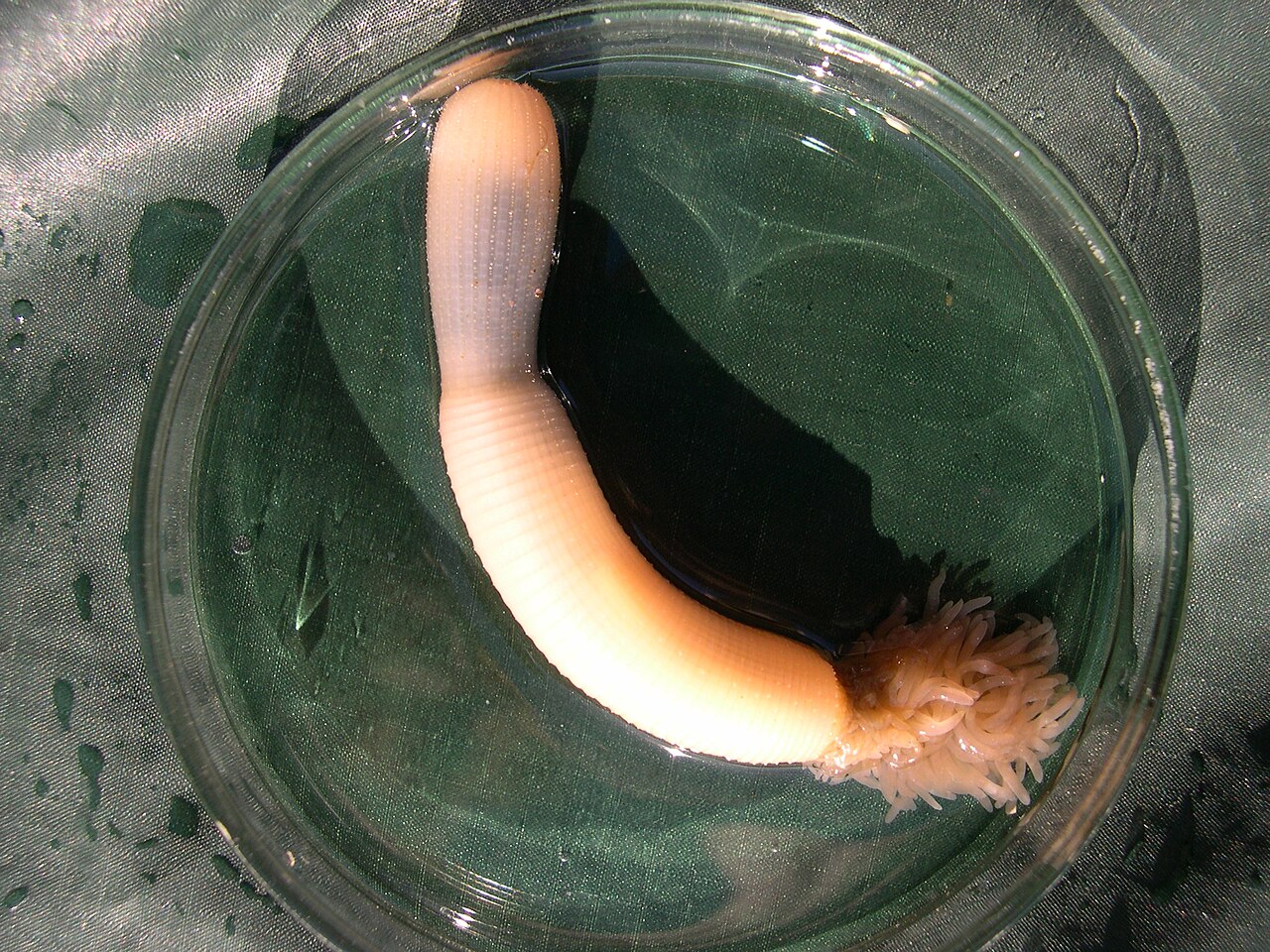 Living priapulid worm Priapulus caudatus, virtually unchanged since the Cambrian