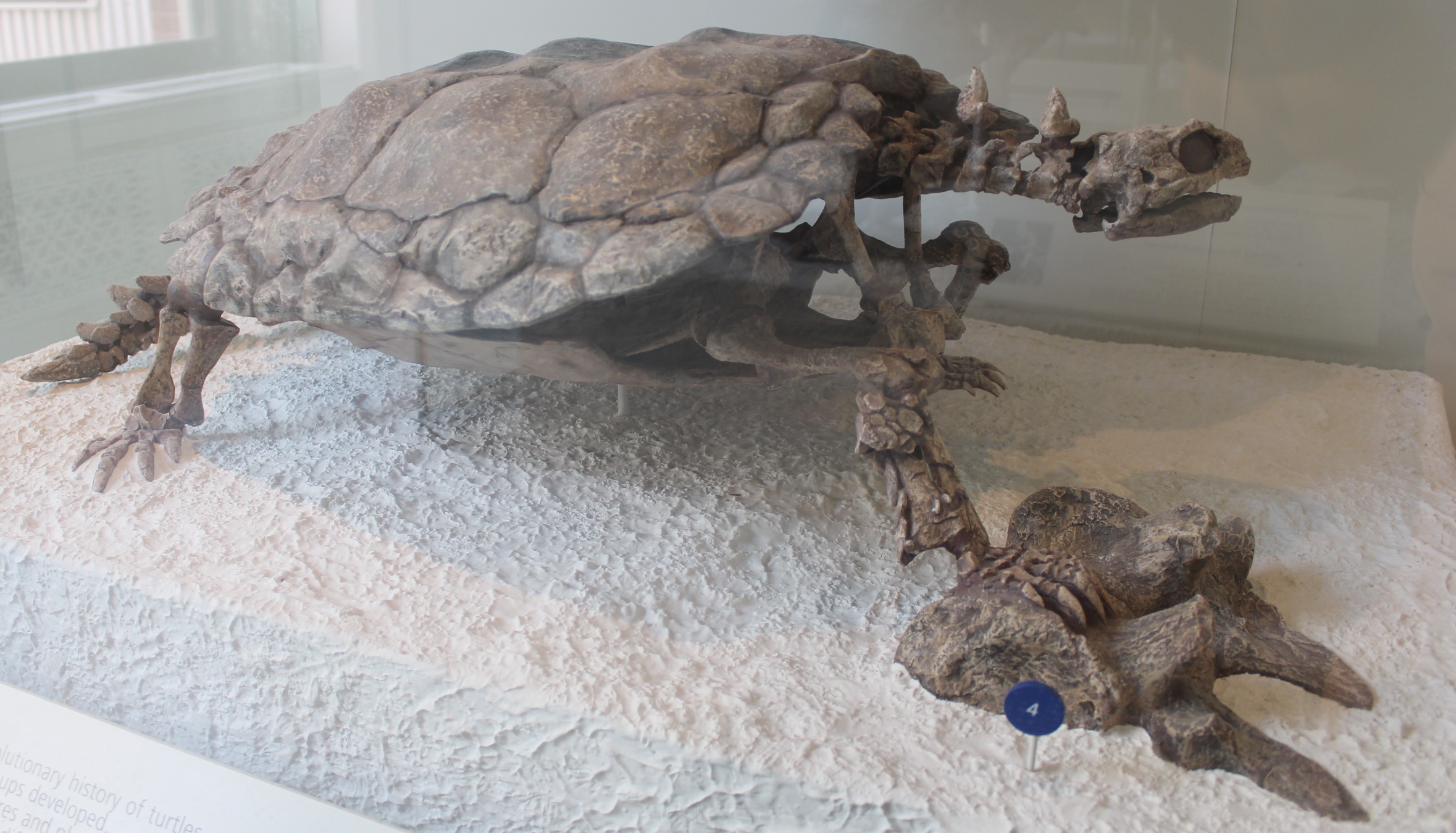 Proganochelys quenstedtii fossil specimen on display at the American Museum of Natural History