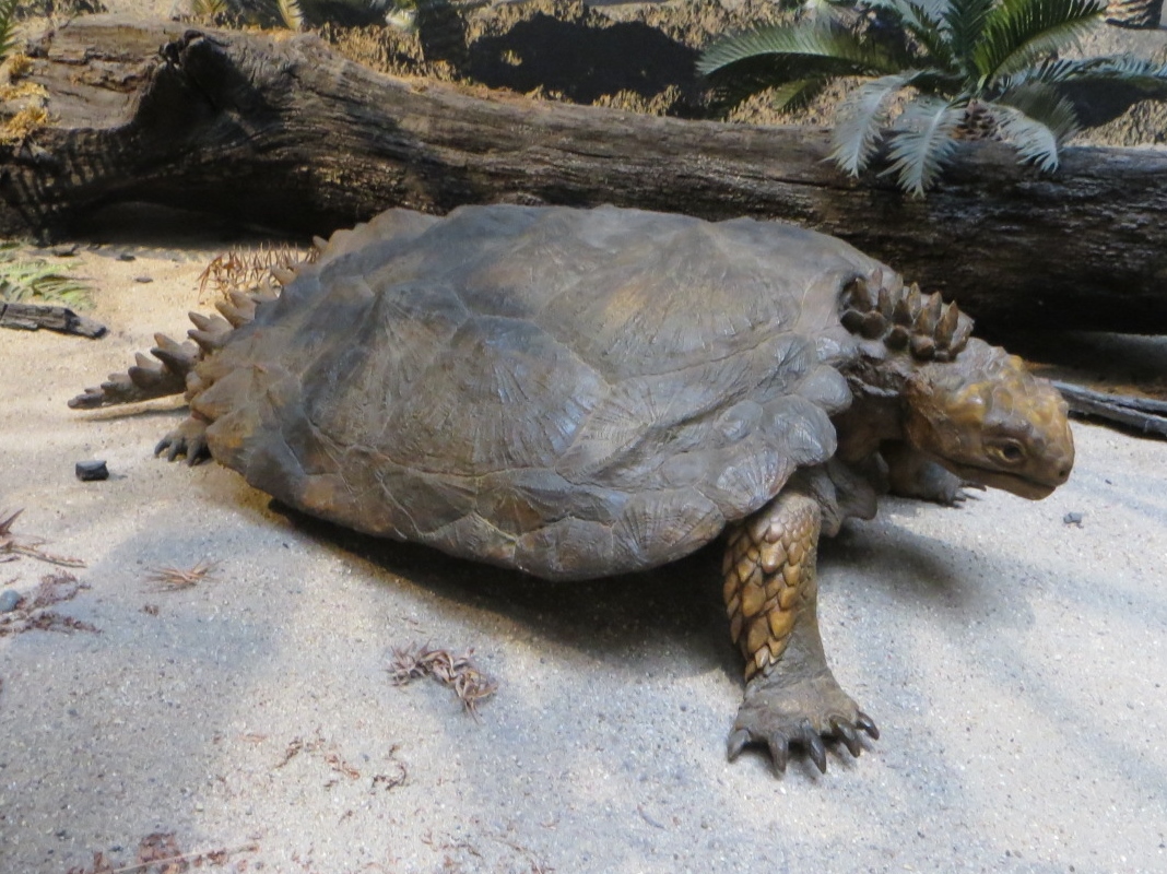 Life-sized model of Proganochelys showing its spiky tail and inability to retract its head
