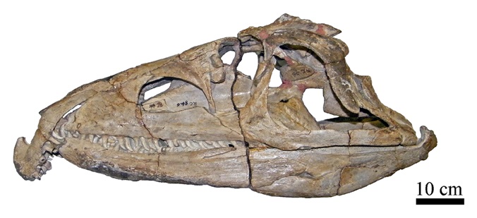 Proterosuchus fergusi, an Early Triassic archosaur that shared waterways with Triops
