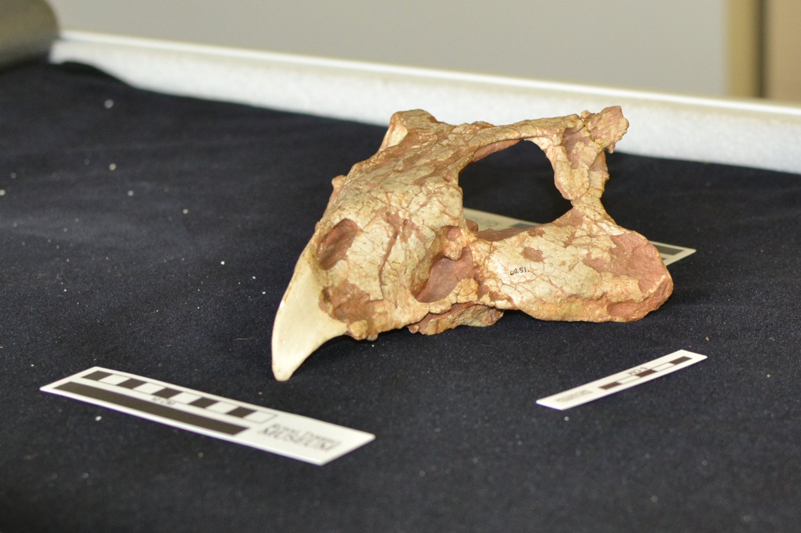 Skull of Protoceratops andrewsi, a small beaked ceratopsian from the Gobi Desert of Mongolia