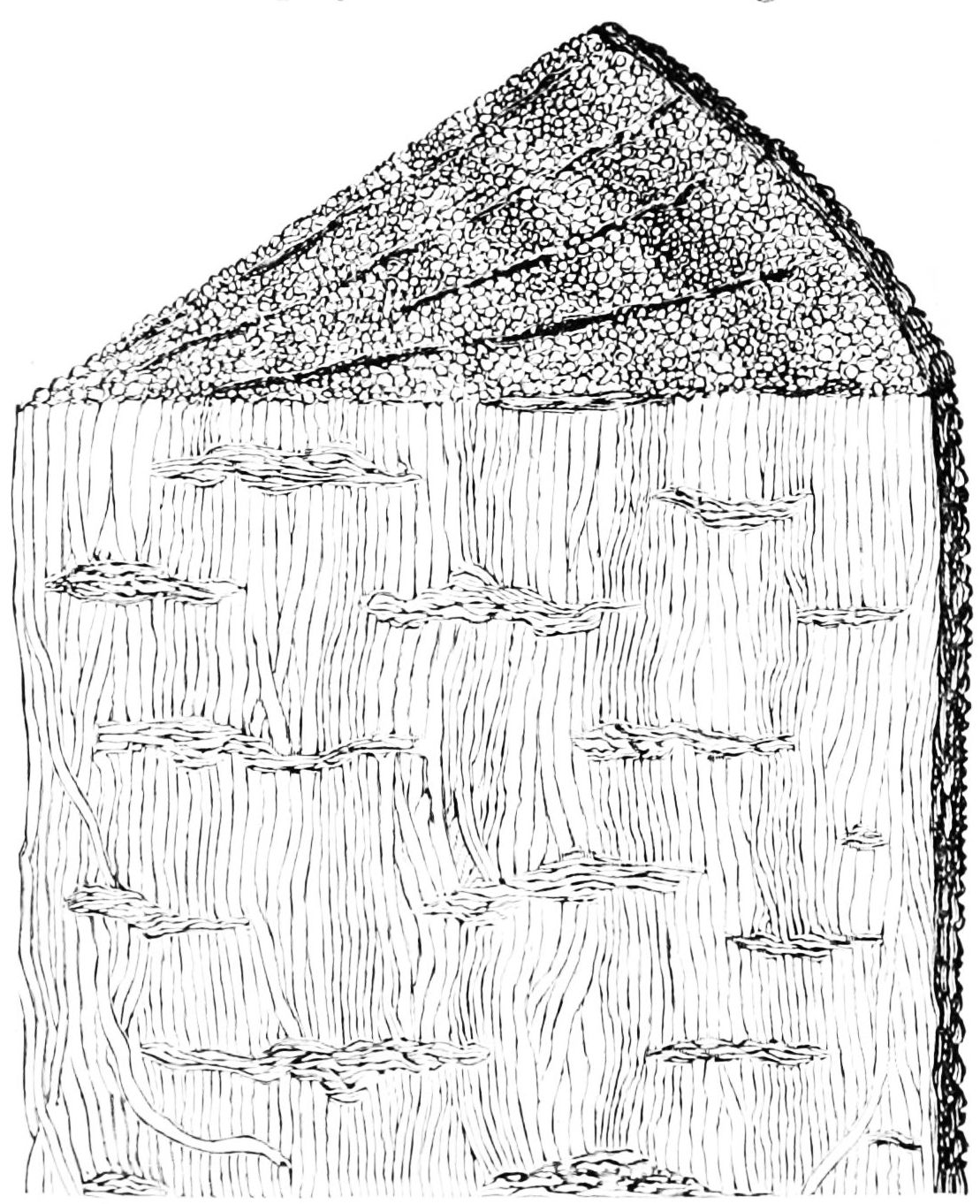 Nineteenth century restoration drawing of Prototaxites, then known as Nematophyton