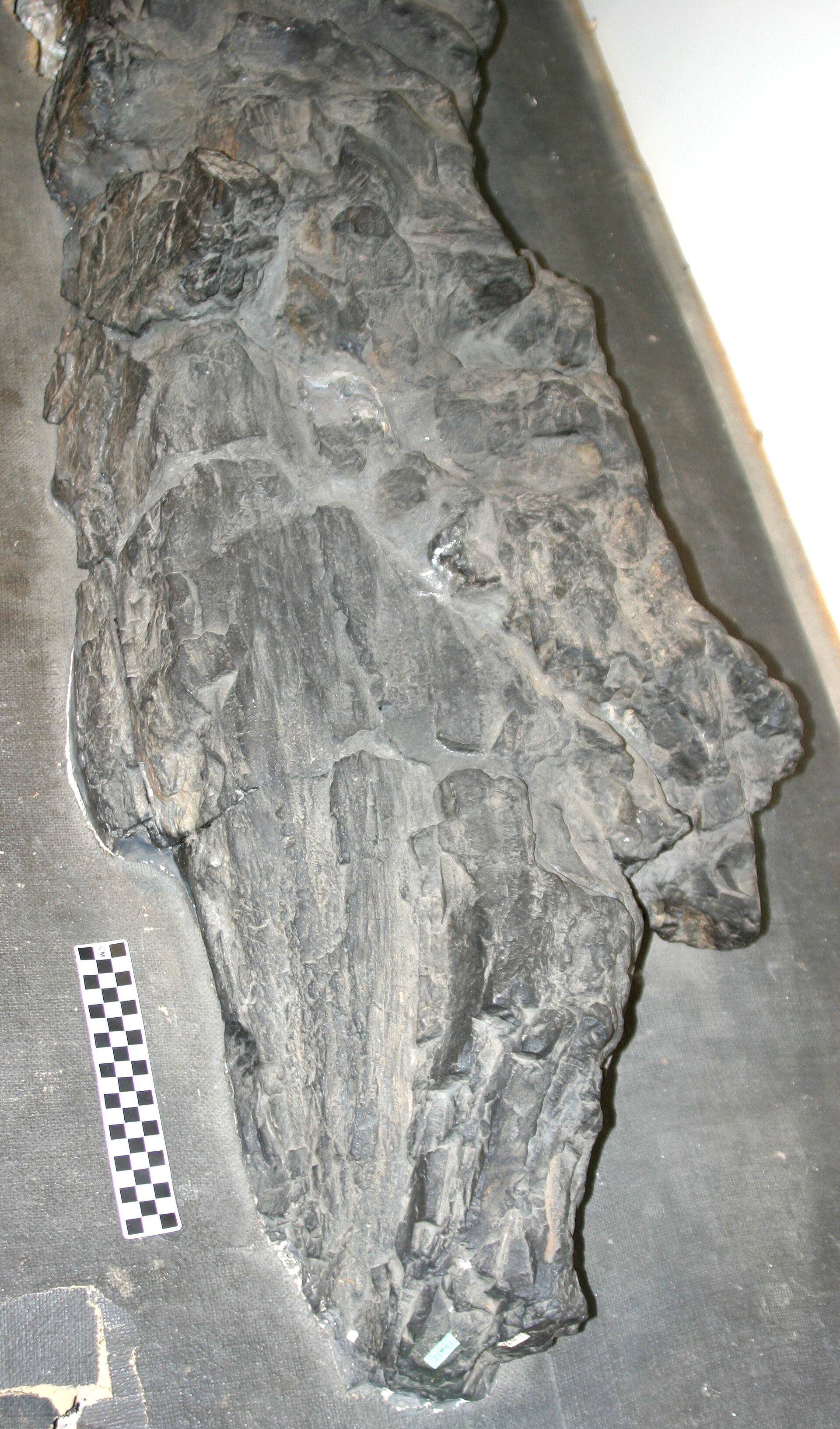 Branching apex of the Prototaxites loganii fossil nicknamed the Schunnemunk tree
