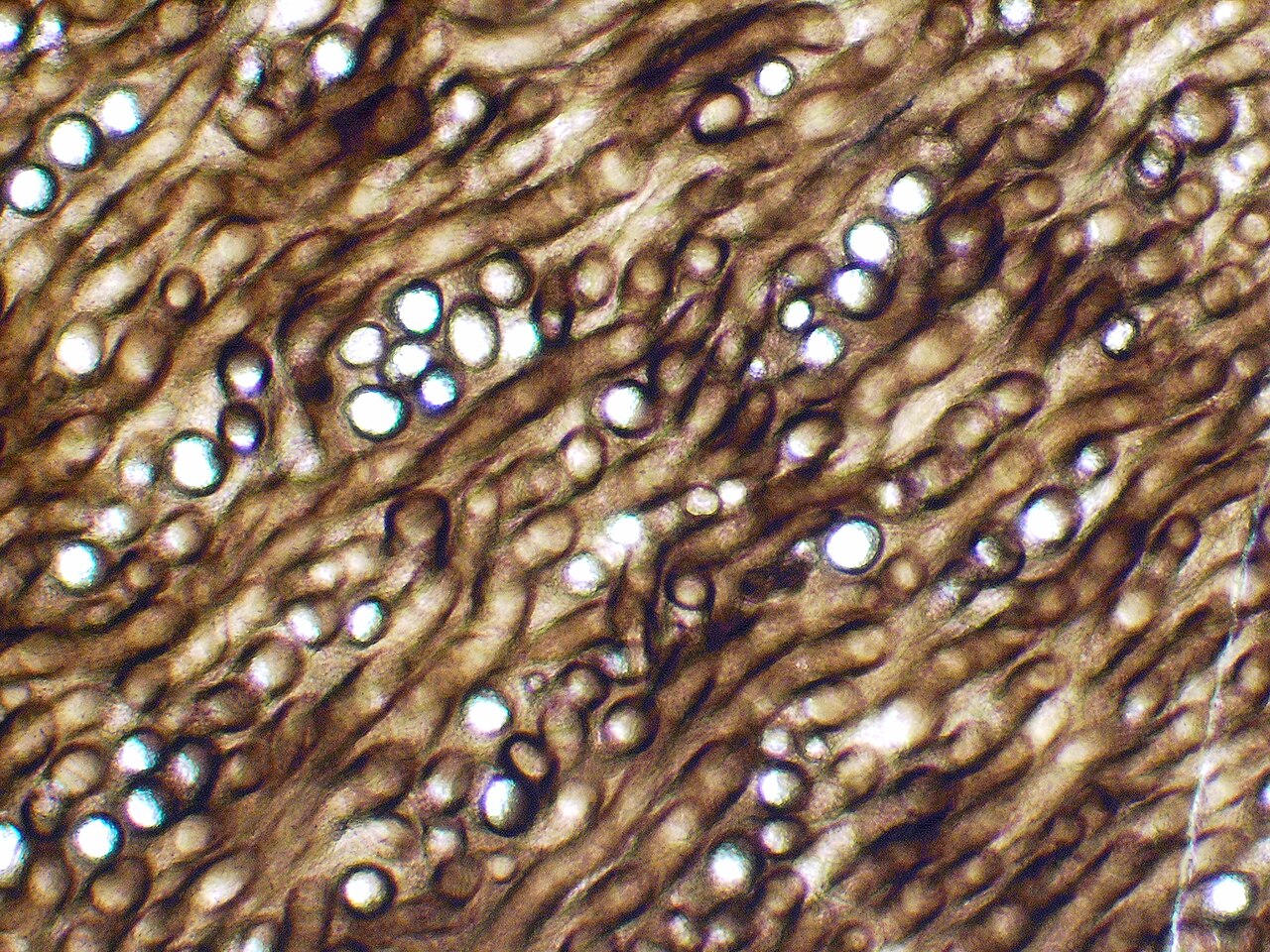 Light microscope view of the tangled microscopic tubes inside a Prototaxites fossil