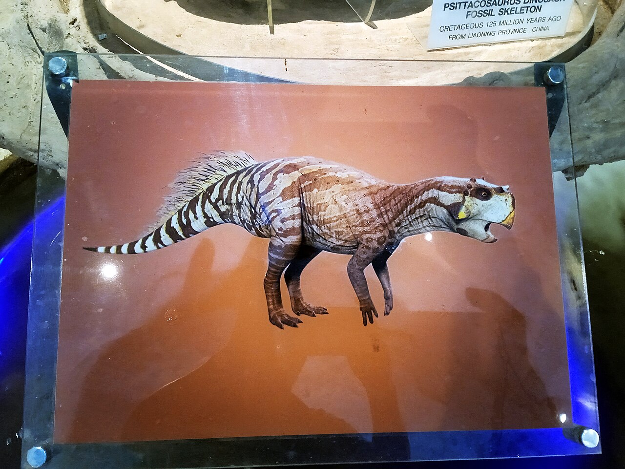 Museum life restoration of Psittacosaurus, the parrot beaked herbivore that Repenomamus hunted