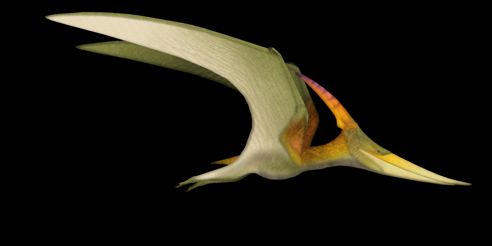 Life restoration of Pteranodon gliding with wings spread and long backward crest visible