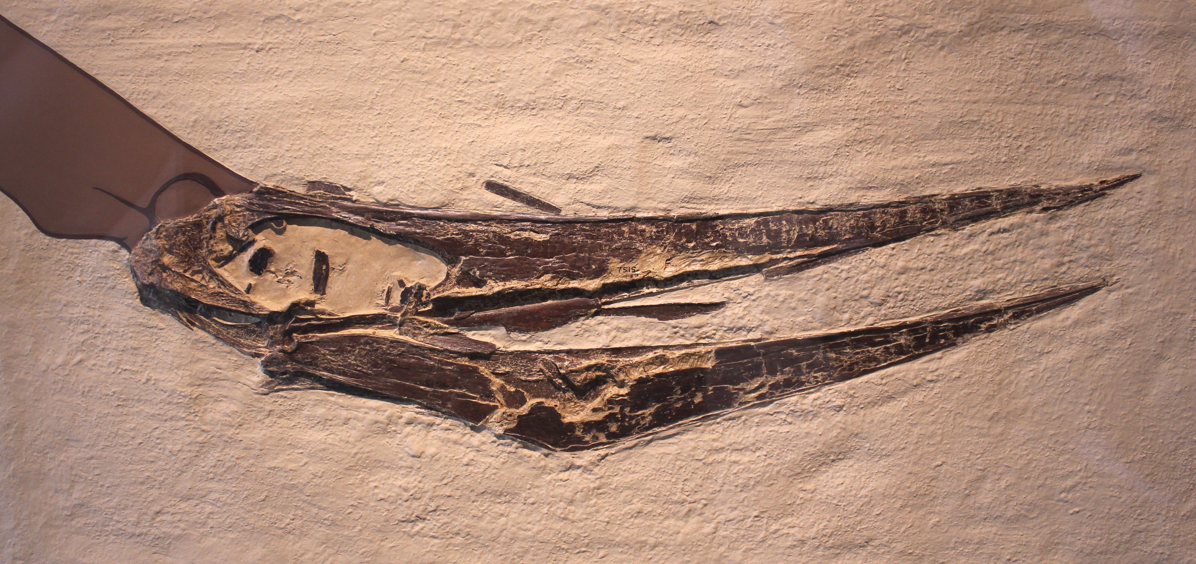 Mounted Pteranodon longiceps skeleton displayed at the American Museum of Natural History