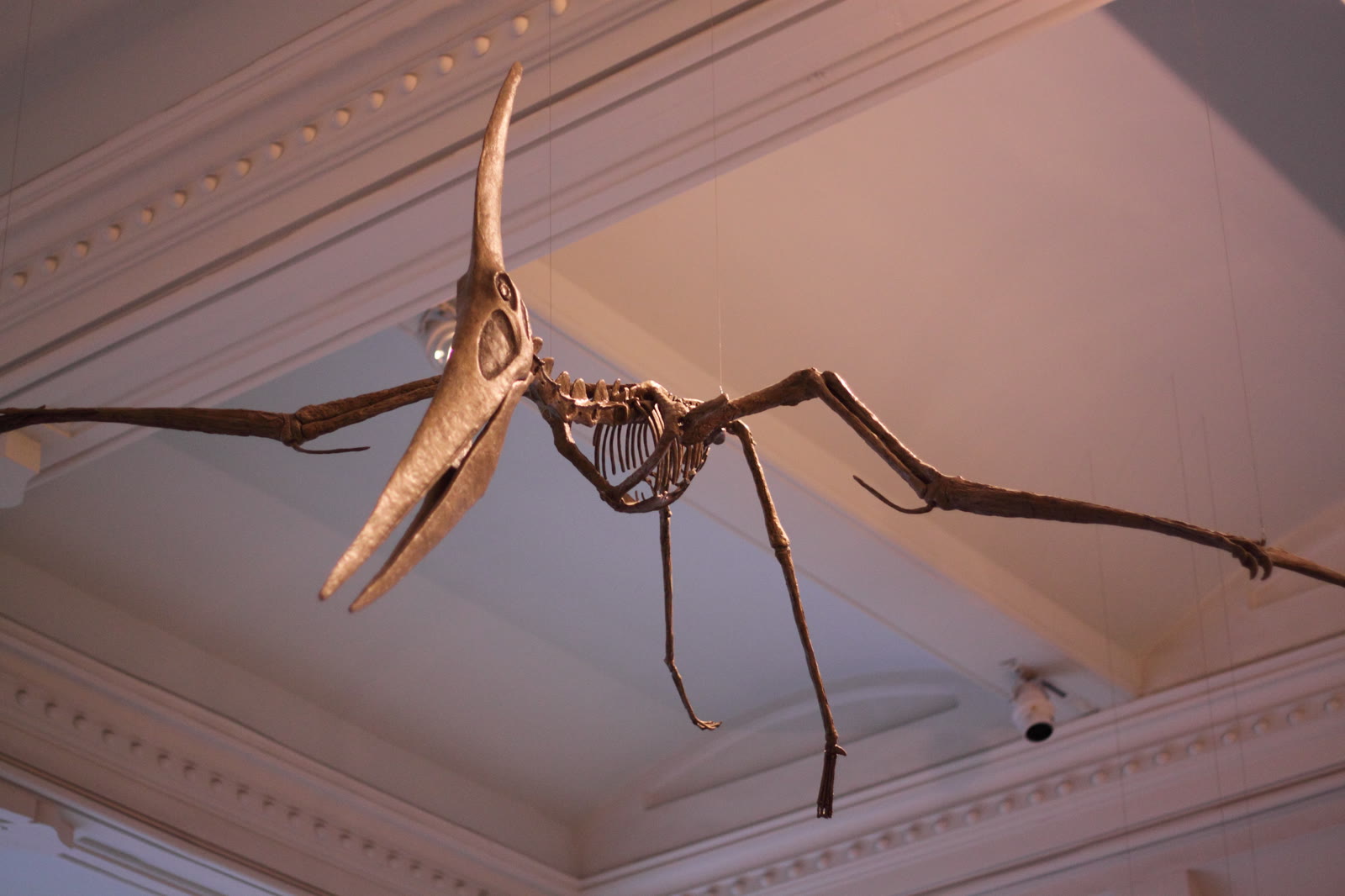 Mounted Pteranodon skeleton showing the long narrow wing bones and toothless beak