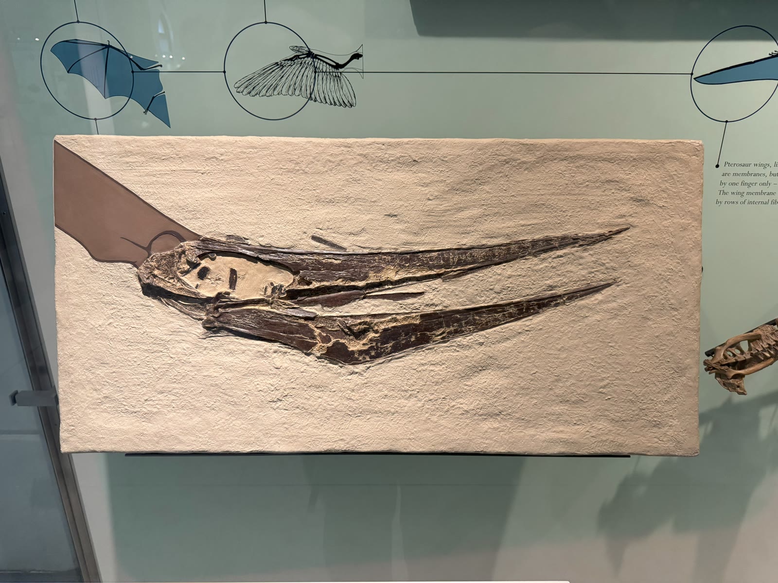 Pteranodon skull fossil in a museum case with the crest outline painted on the slab behind it