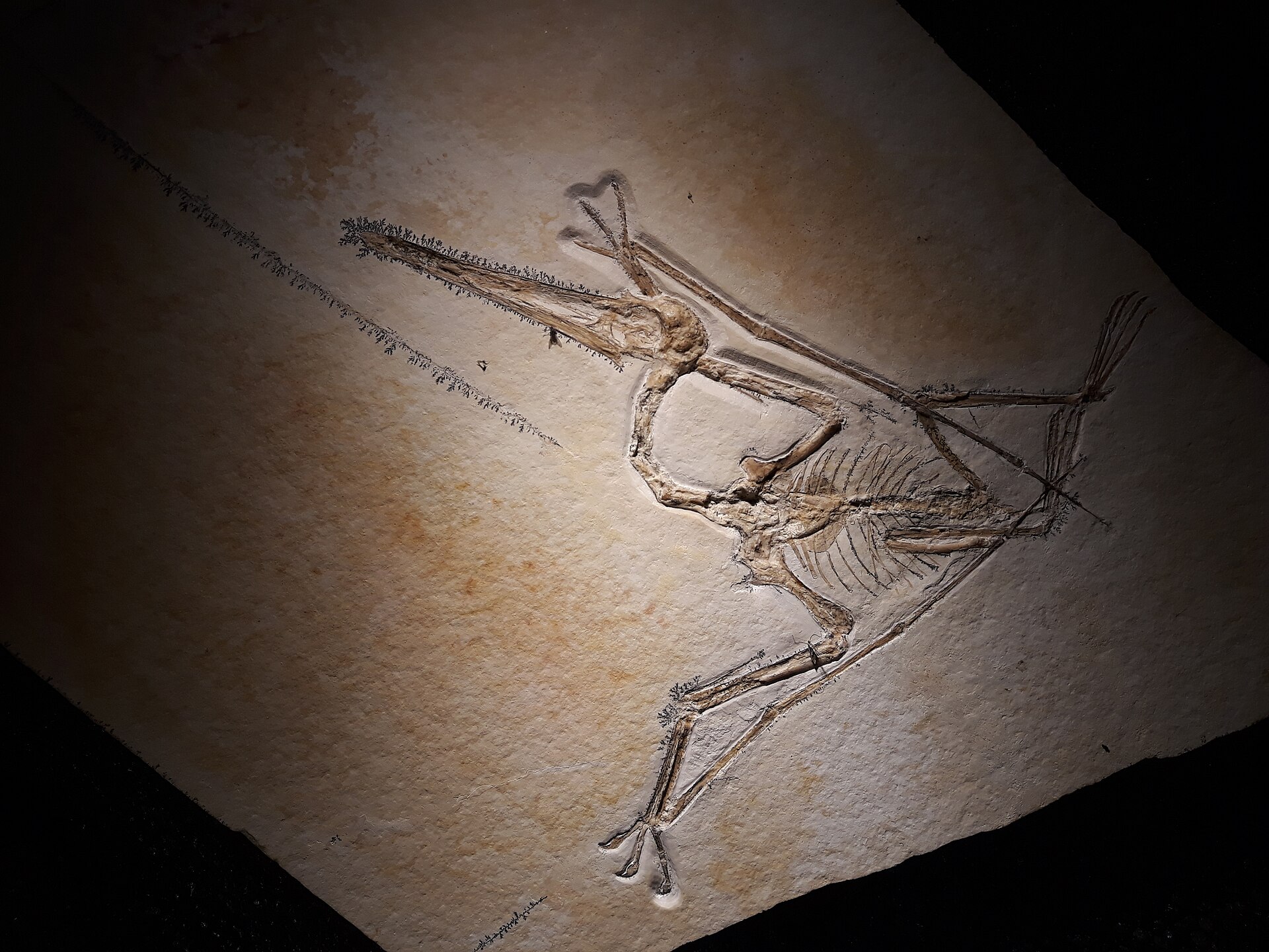 Fossil of Pterodactylus antiquus, the first pterosaur ever described, from Solnhofen