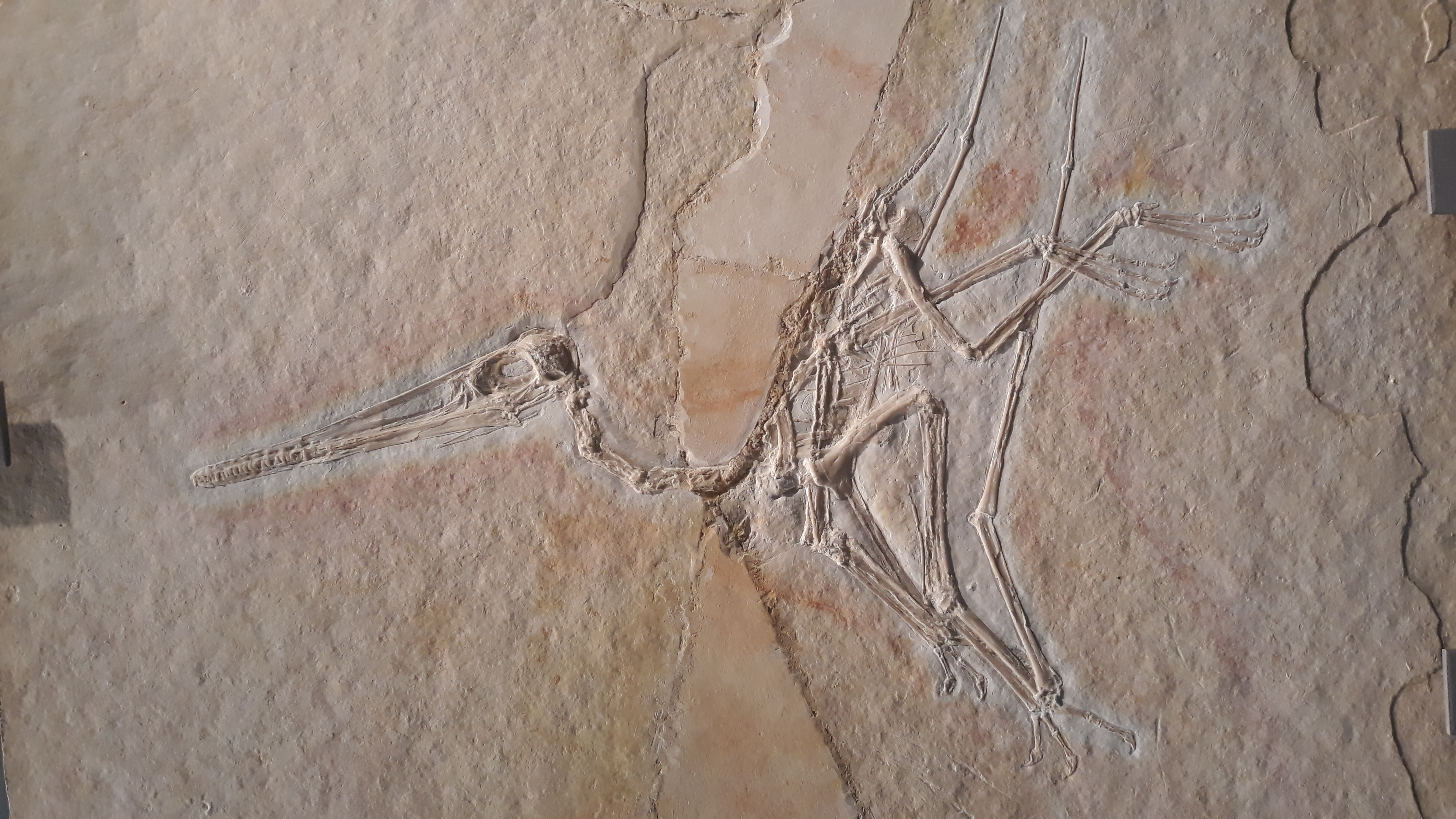 Fossil specimen of Pterodactylus antiquus embedded in Solnhofen limestone