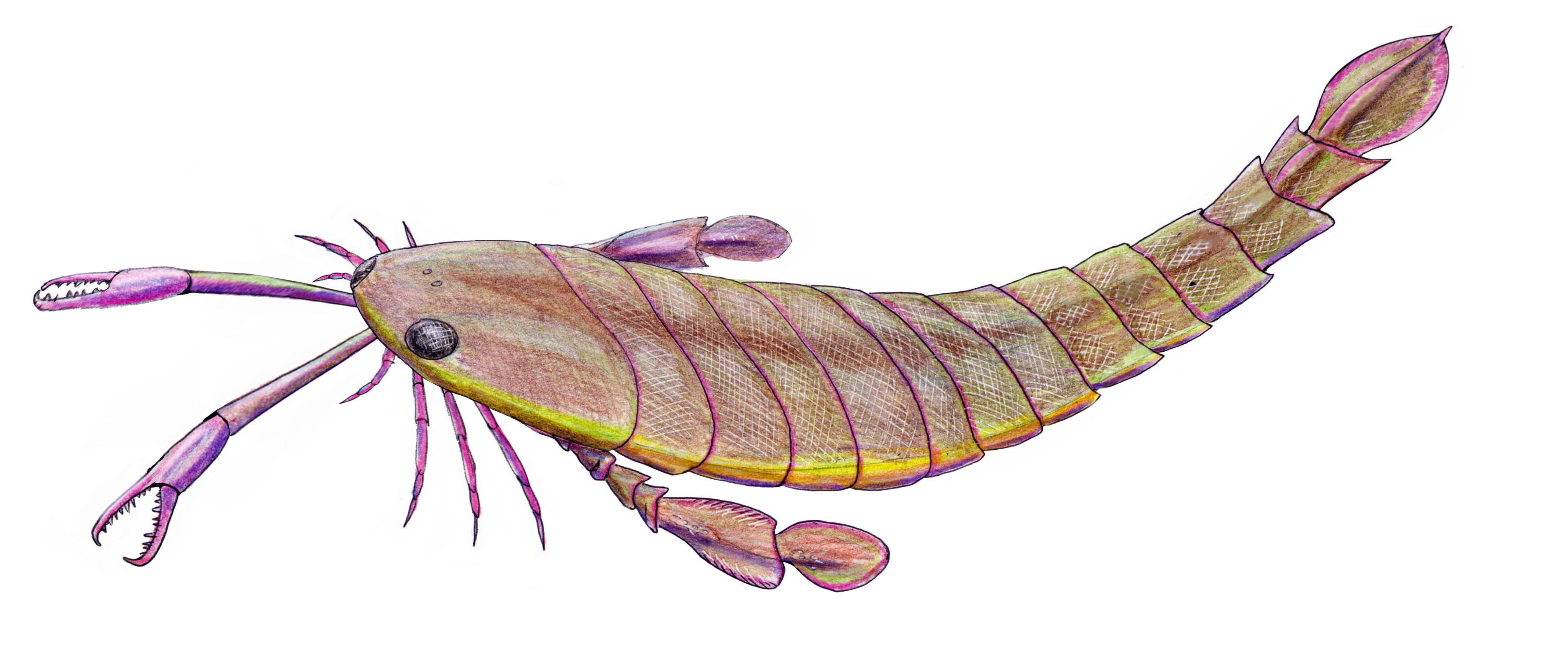 Pterygotus sea scorpion reconstruction