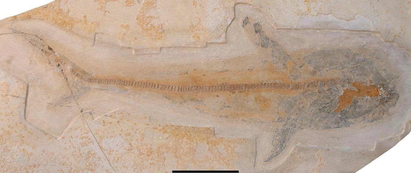 Complete articulated Ptychodus fossil on limestone slab with head at right and scale bar below
