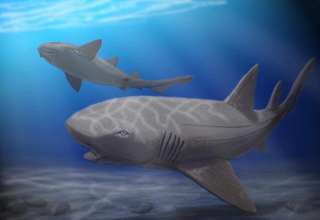 Life restoration of two Ptychodus sharks with broad heads and open mouths showing pavement teeth