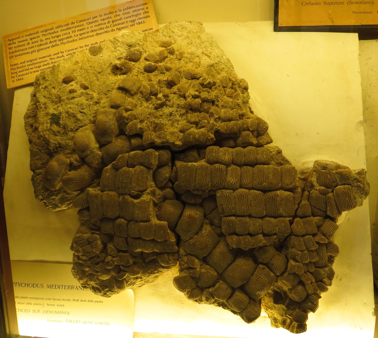 Museum display of a complete Ptychodus tooth pavement, rows of ridged crushing teeth locked together
