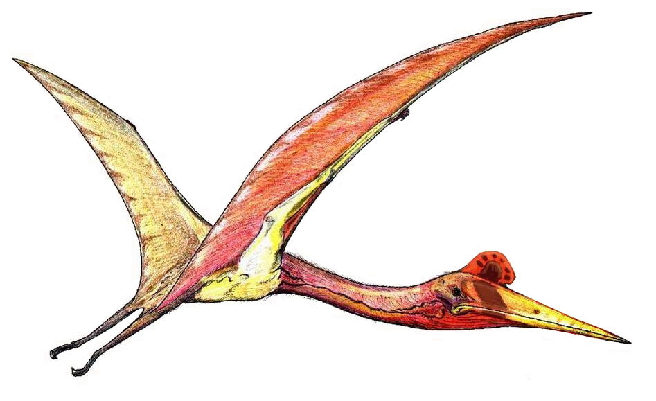 Artistic reconstruction of Quetzalcoatlus in flight showing the long neck and broad wingspan